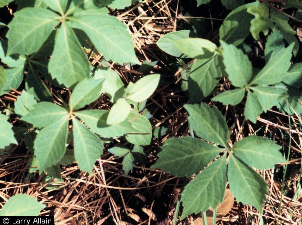 Parthenocissus quinquefolia – Virginia Creeper  (Copy)