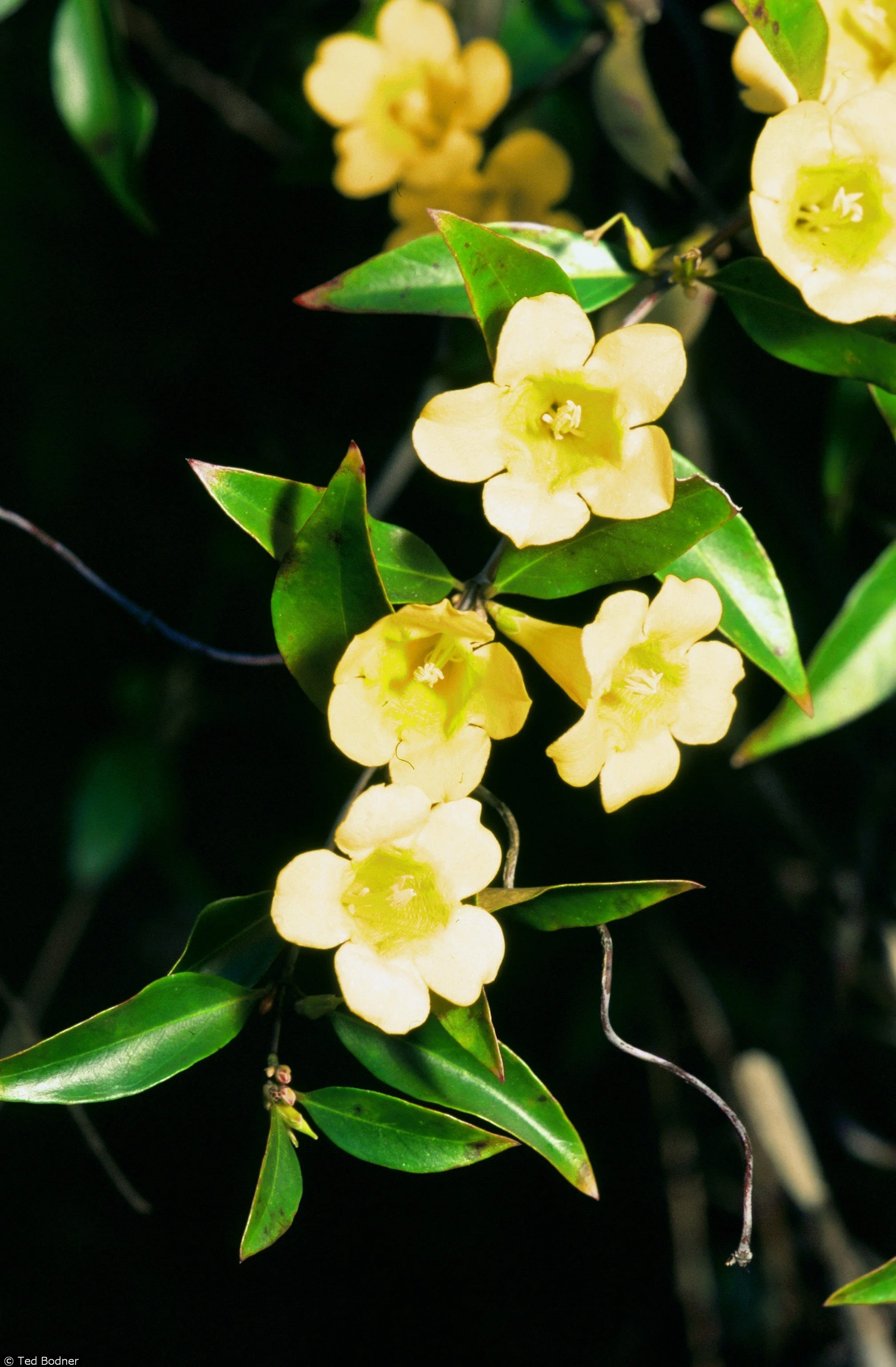 Gelsemium sempervirens – Carolina Jessamine  (Copy)