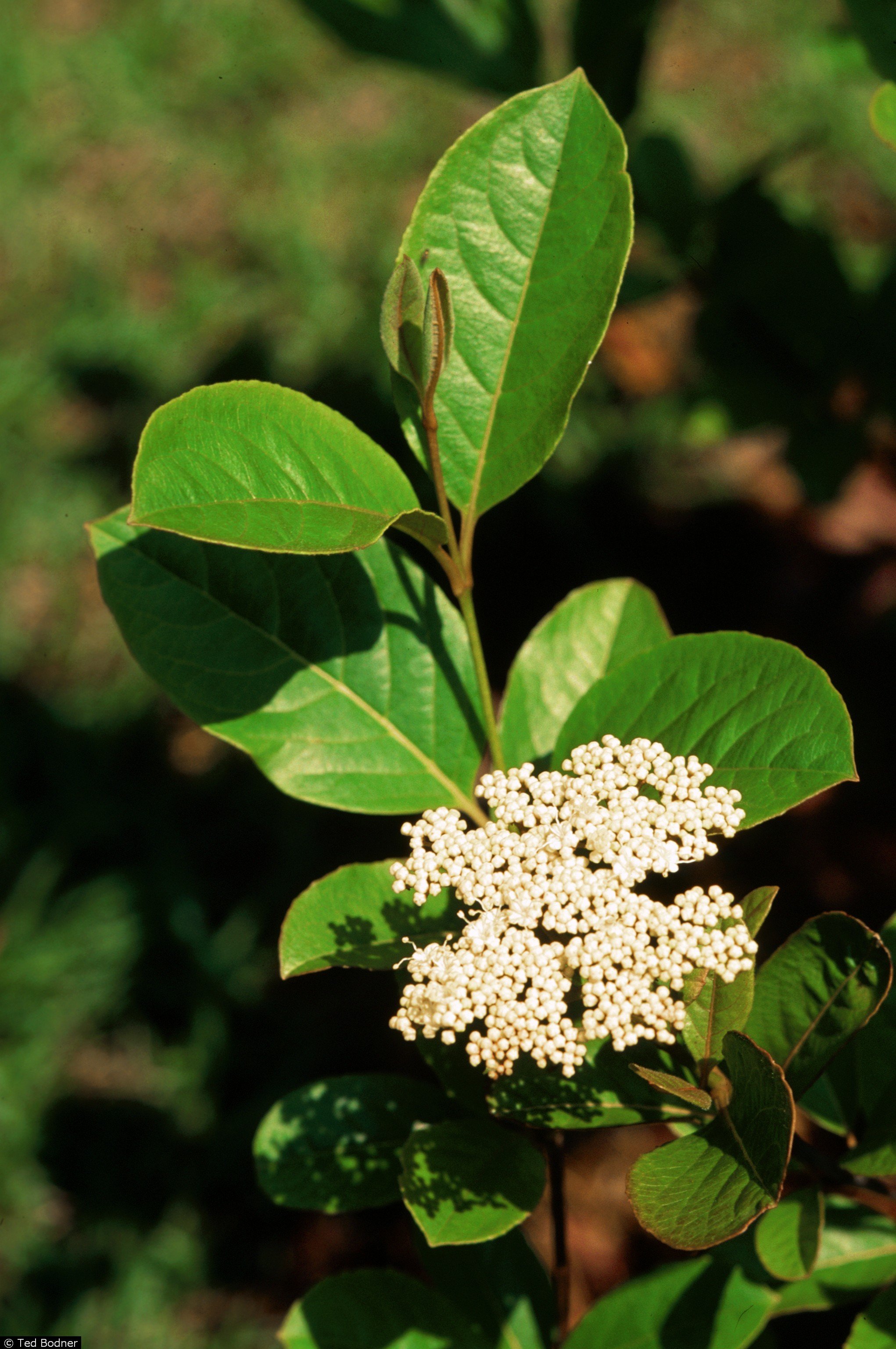 Viburnum nudum - Possumhaw Viburnum 