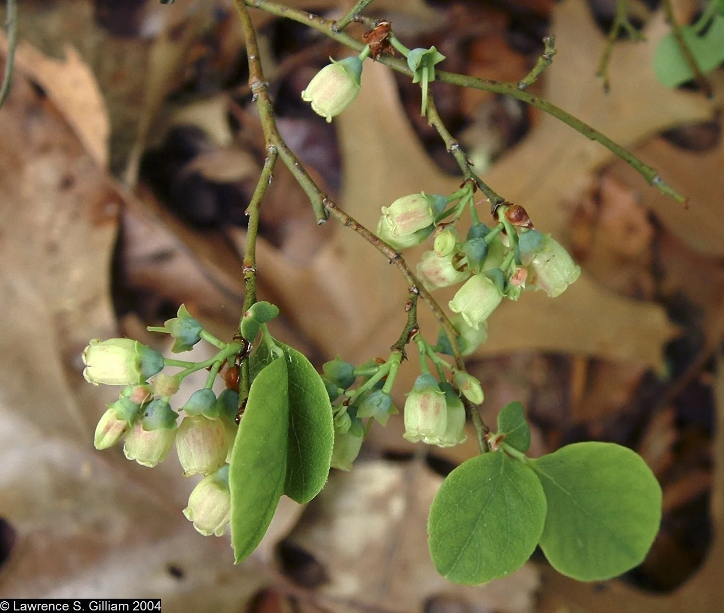 Vaccinium pallidum – Early Lowbush Blueberry 