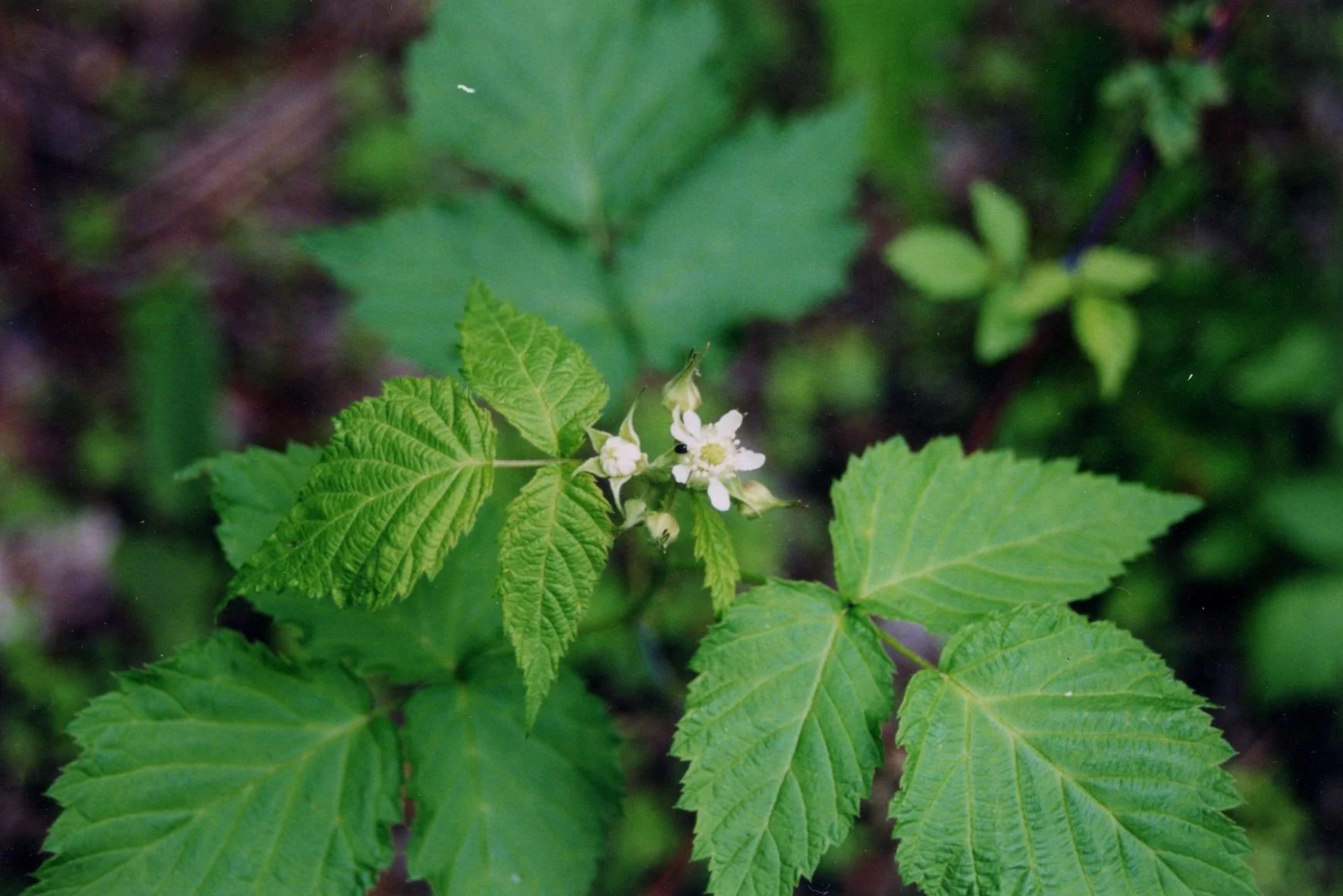 Rubus occidentalis – Black Raspberry 