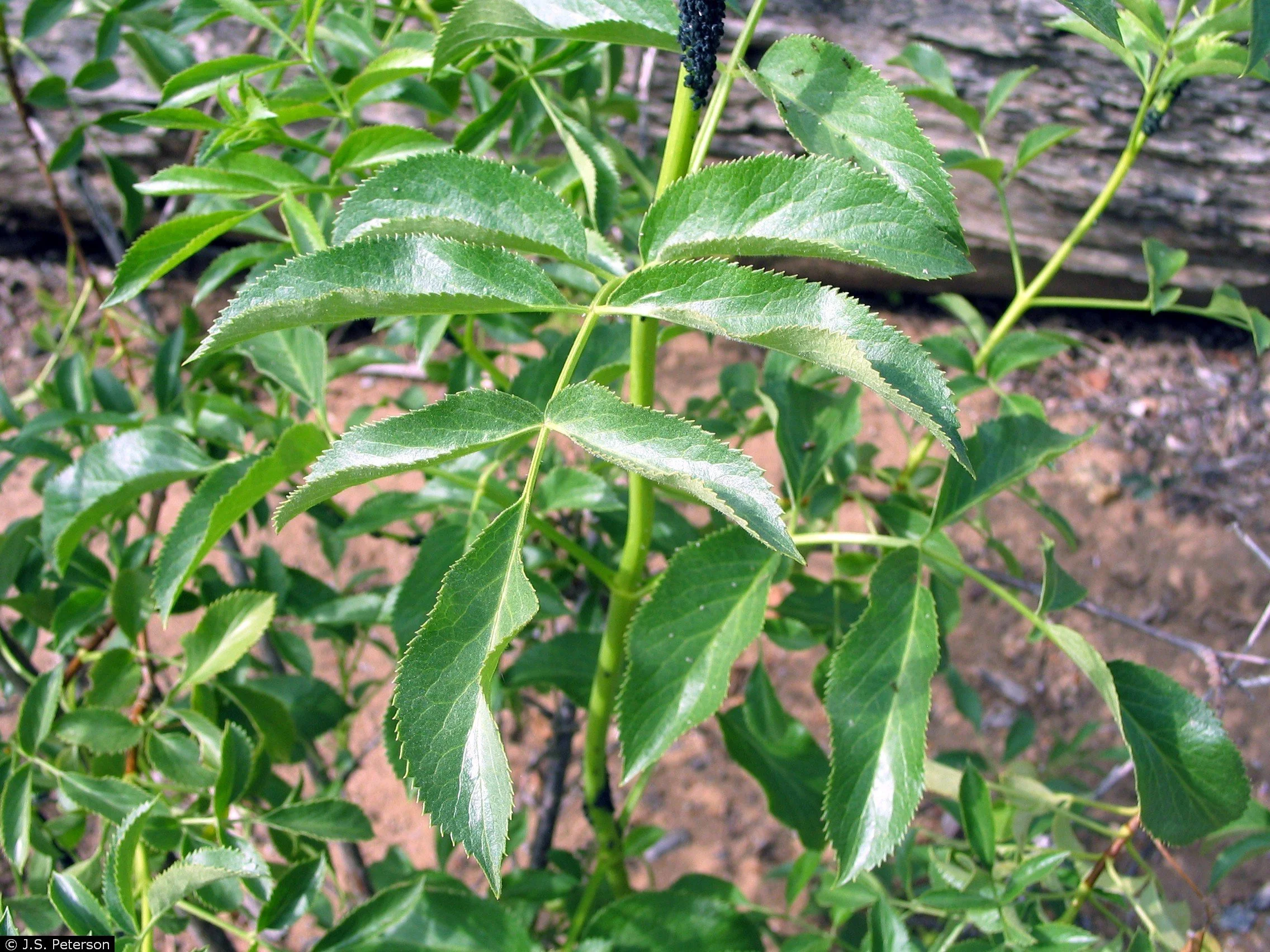 Sambucus canadensis – Common Elderberry 