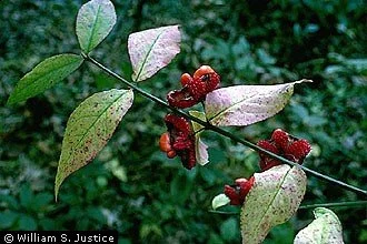 Euonymus americanus – Strawberry Bush/ Heart’s-a-Bustin’ 