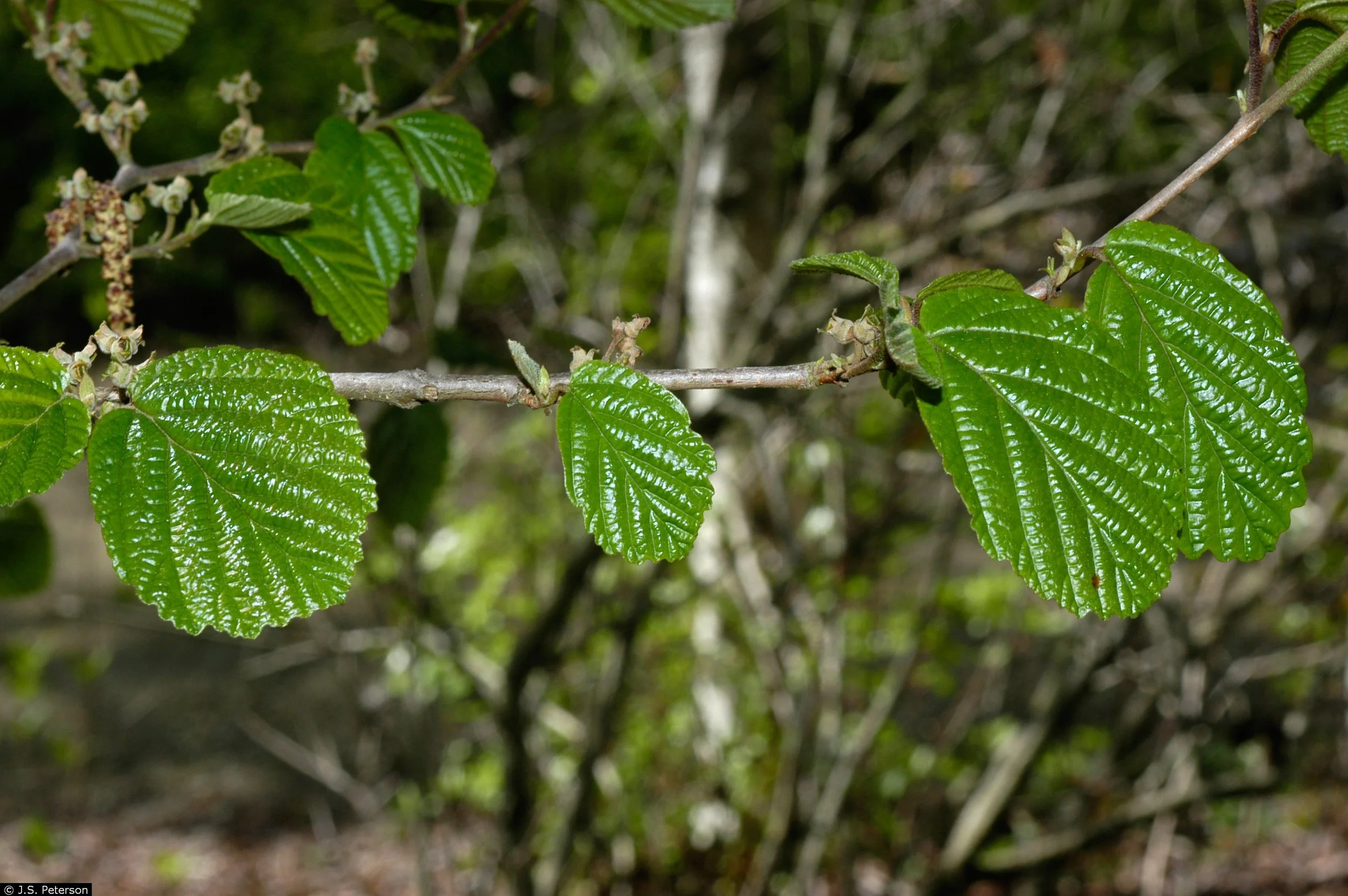 Hamamelis virginiana – Witch Hazel 