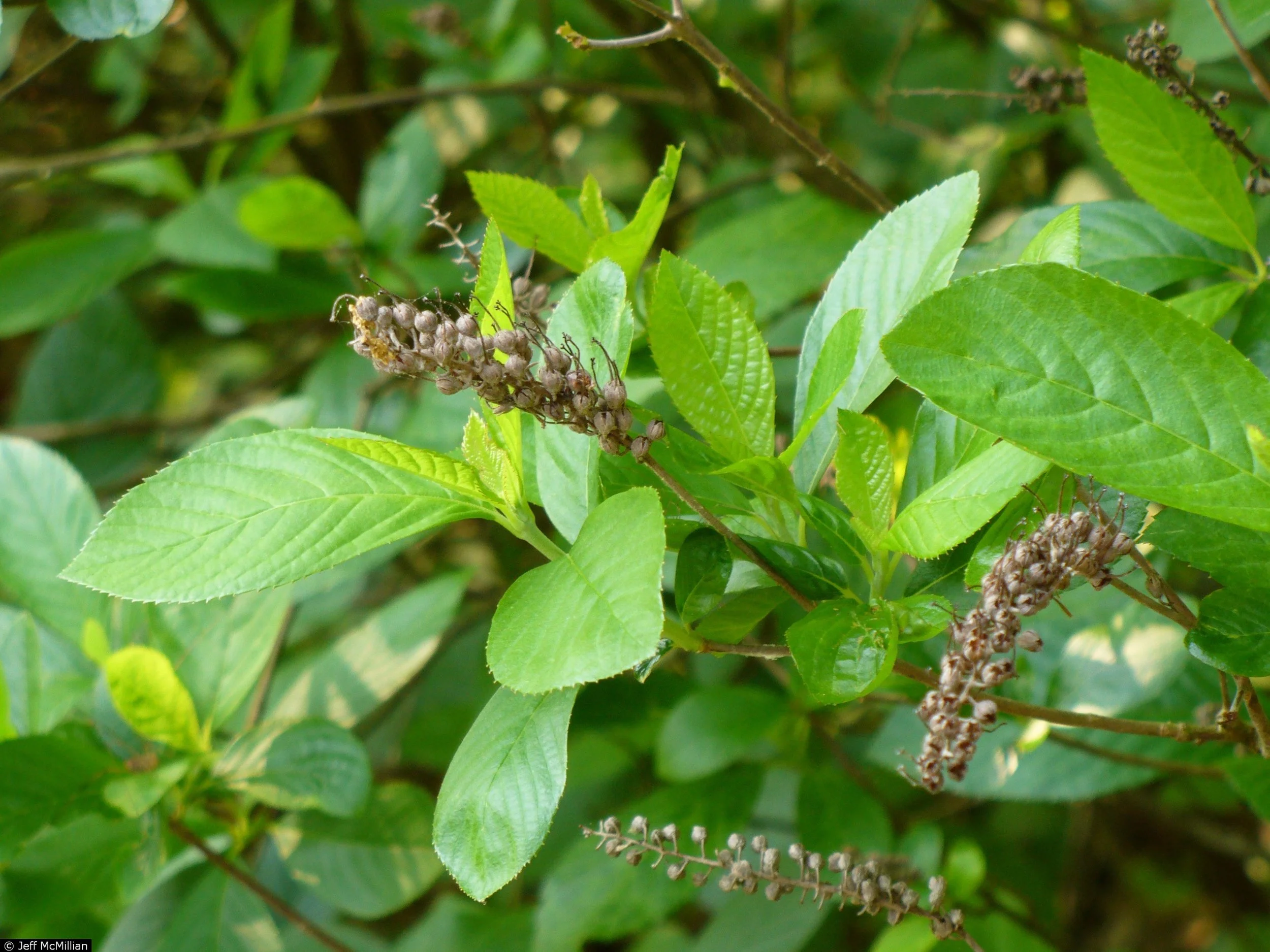 Clethra alnifolia – Sweet Pepperbush 
