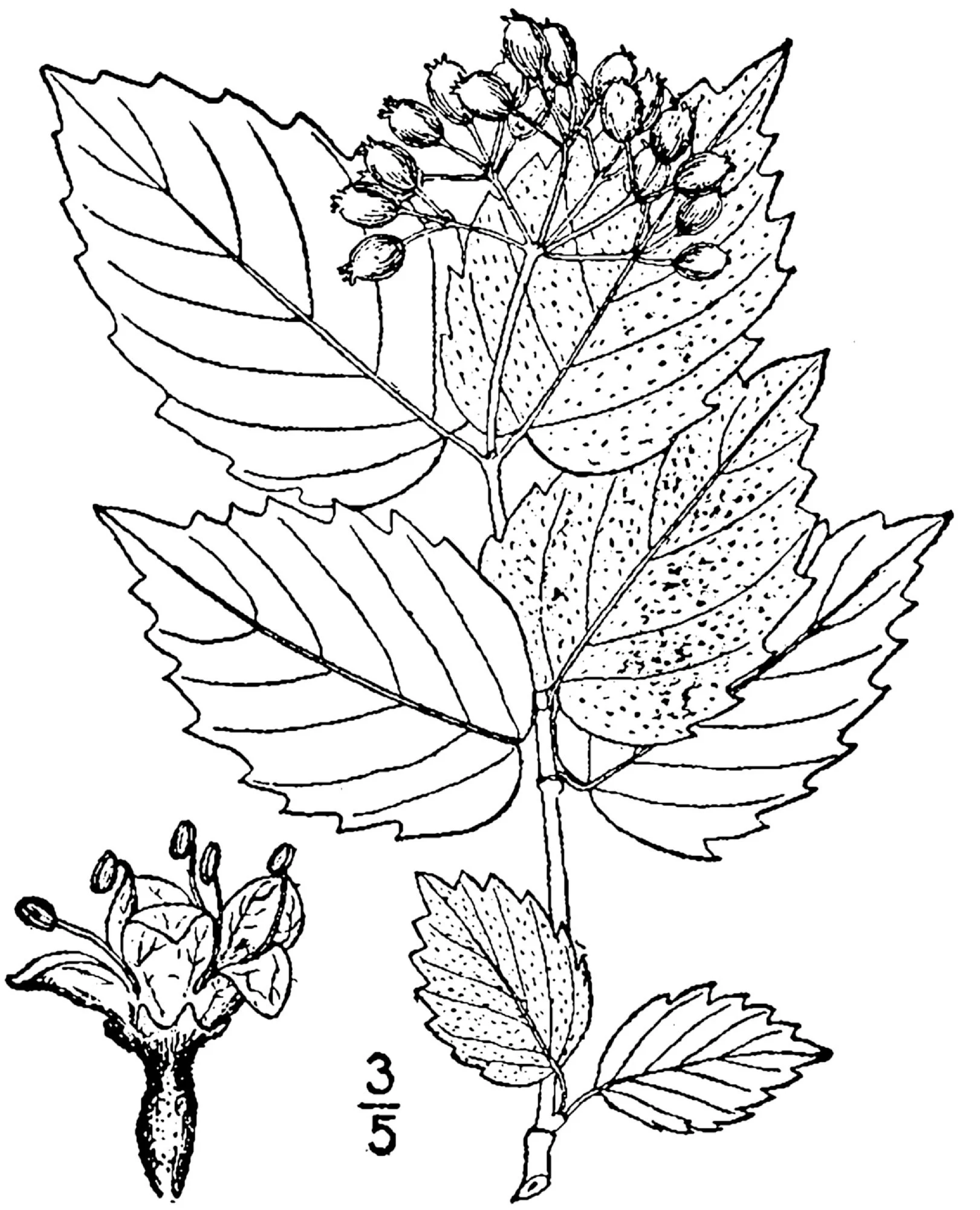 Viburnum dentatum – Arrowwood Viburnum