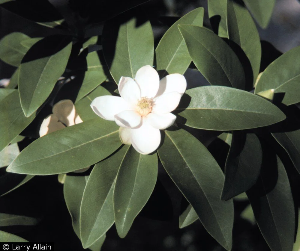 Magnolia virginiana – Sweetbay Magnolia 
