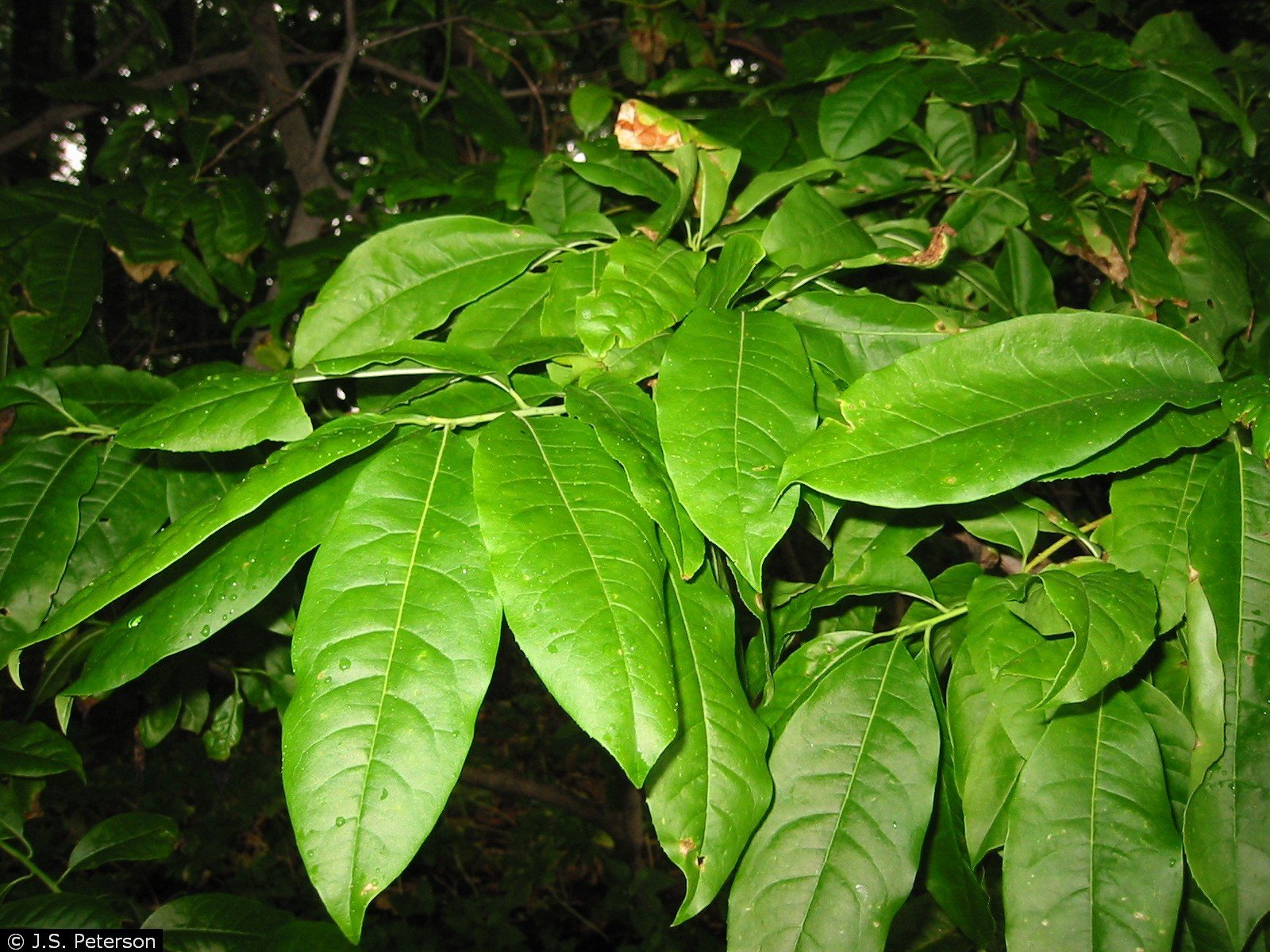 Oxydendrum arboreum – Sourwood/ Sorrel Tree