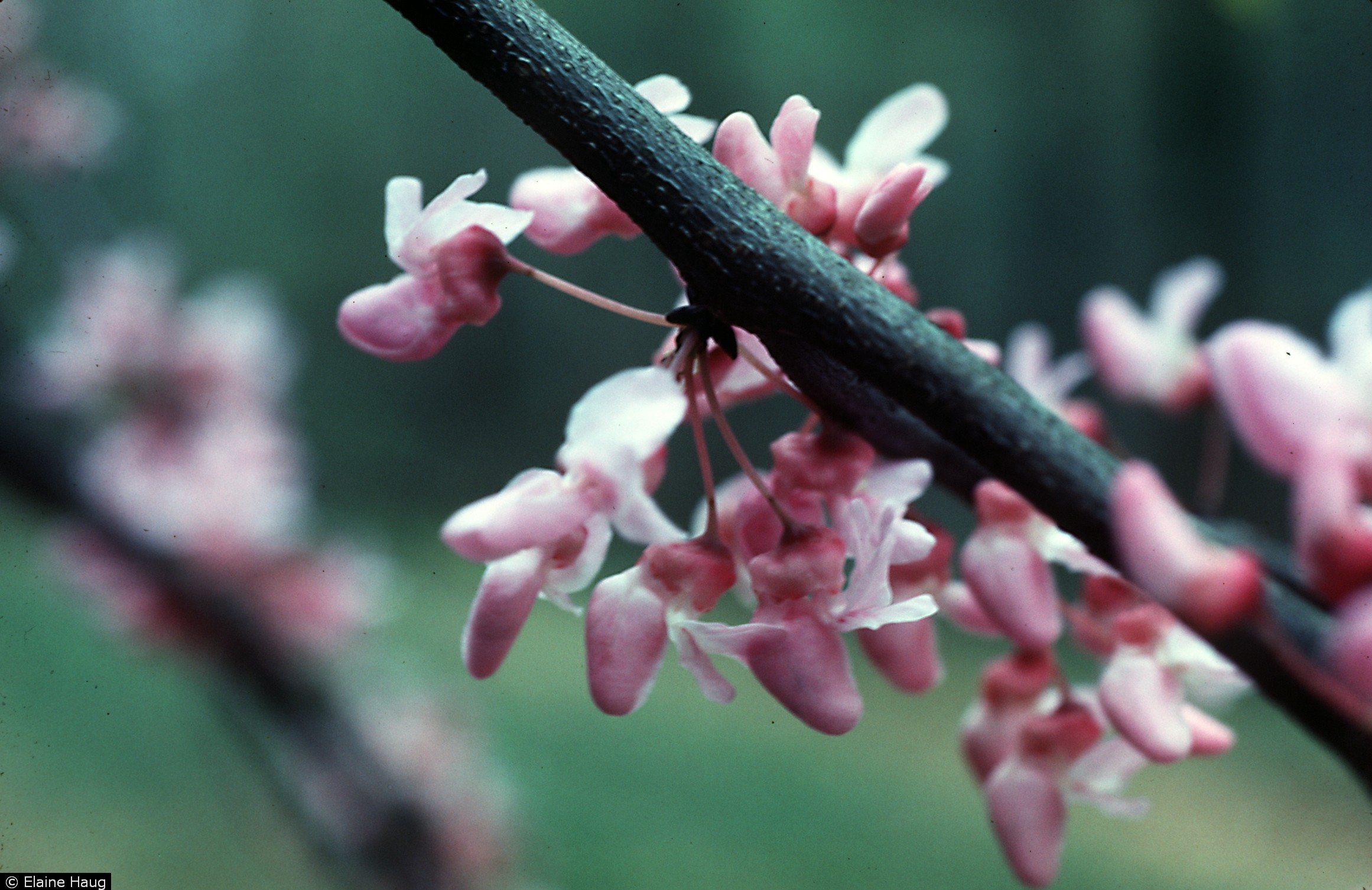 Cercis canadensis – Redbud 