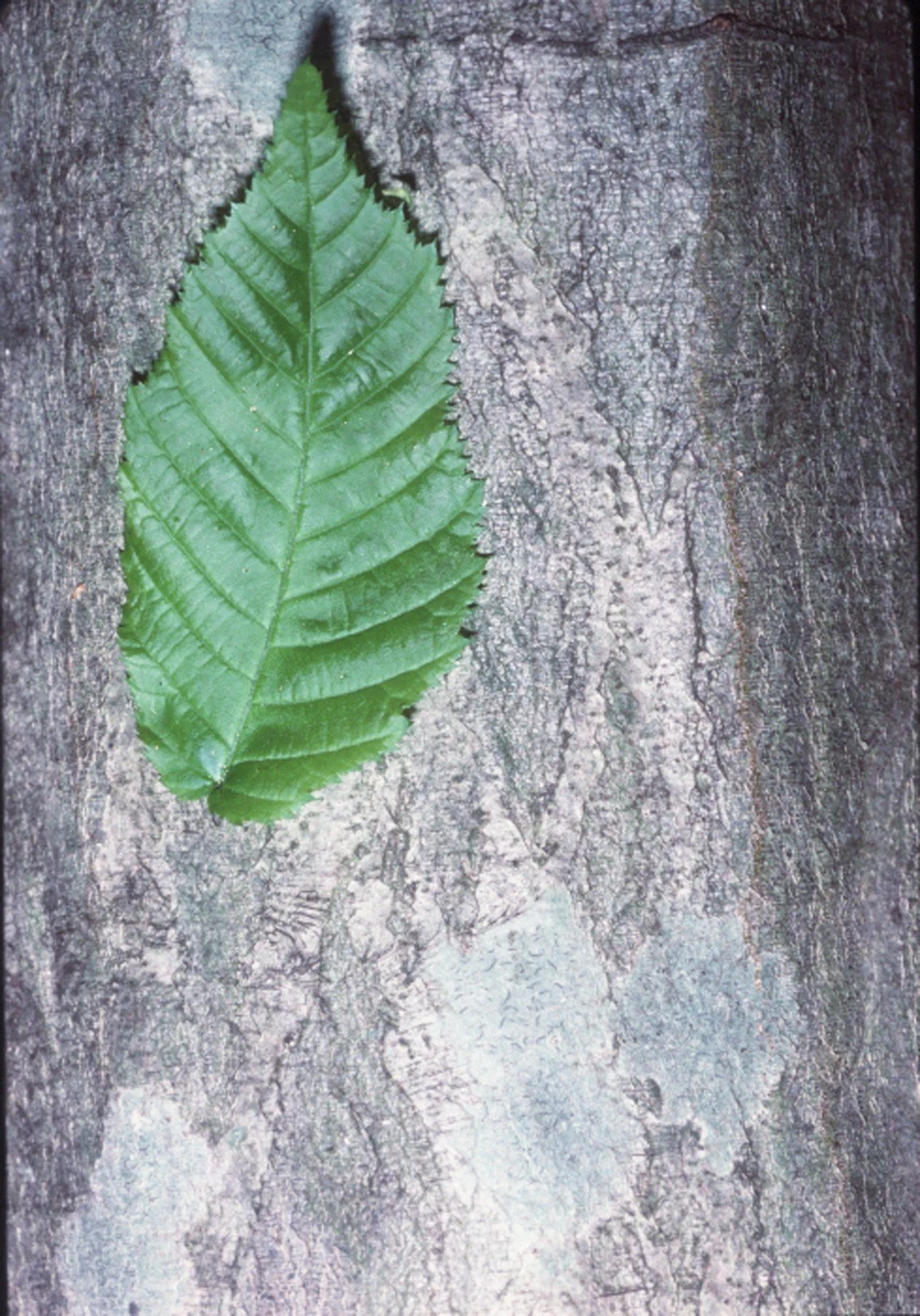 Carpinus caroliniana – American Hornbeam/ Ironwood 