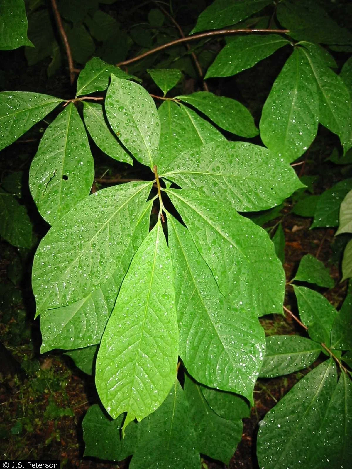 Asimina triloba – Pawpaw