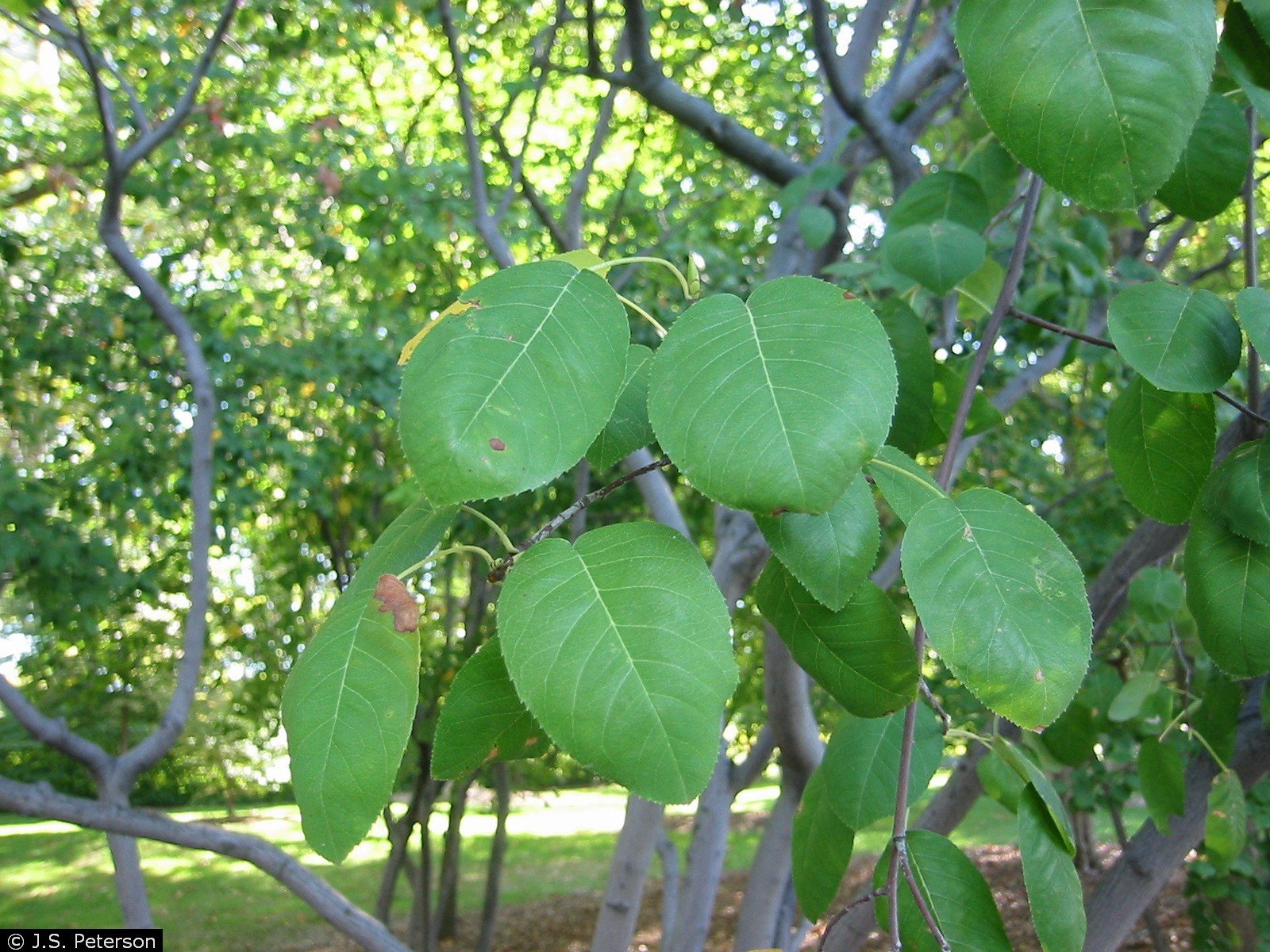 Amelanchier canadensis – Canada Serviceberry/ Juneberry 