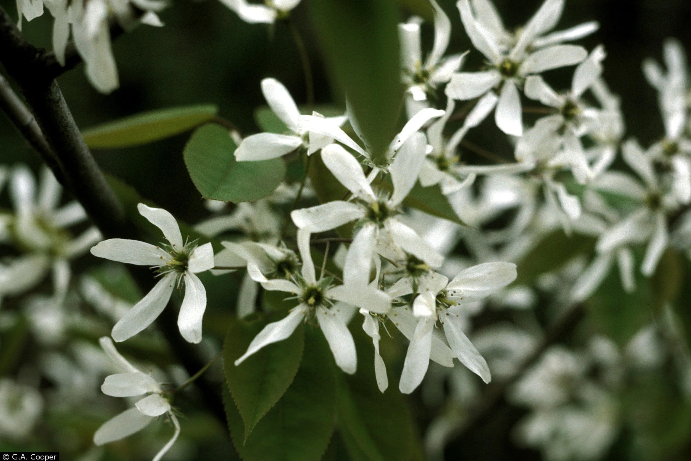 Amelanchier arborea – Downy Serviceberry 