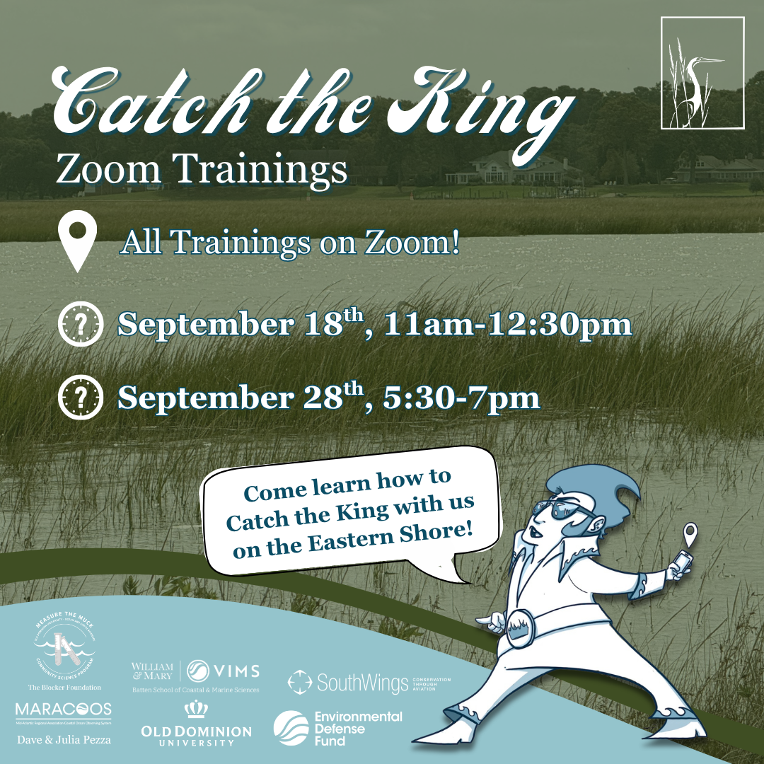 Virtual Catch the King Training