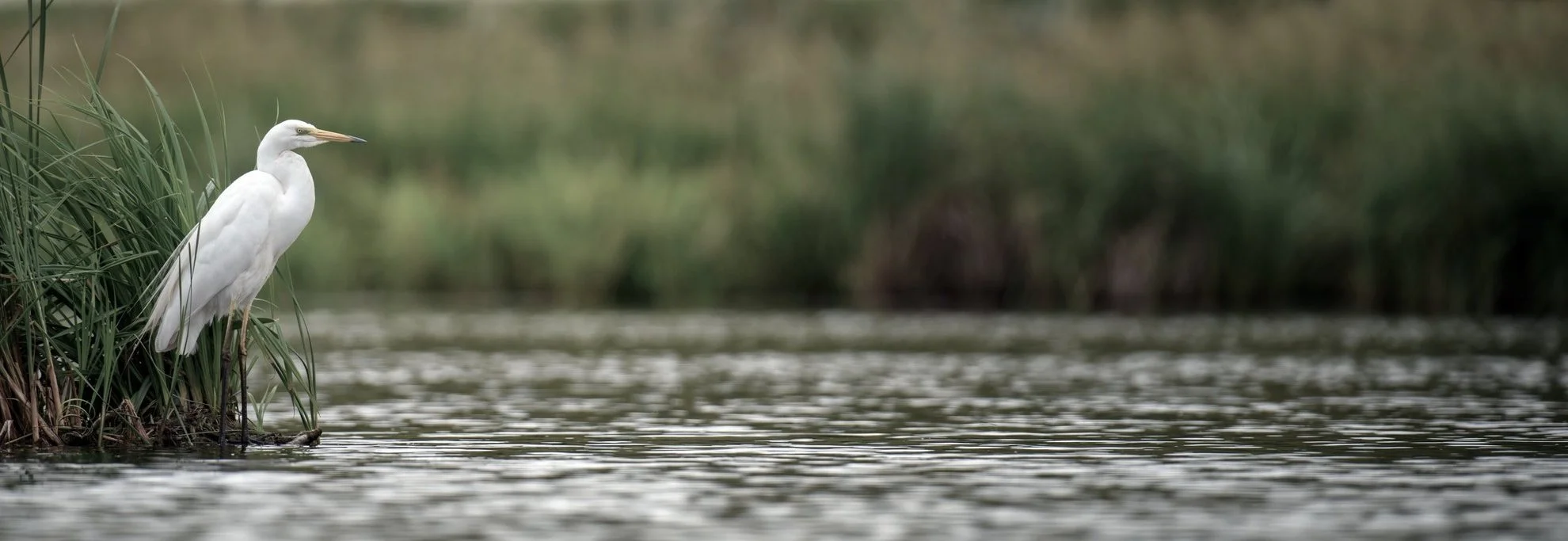 Wetlands Watch at the Chrysler Museum — WETLANDS WATCH