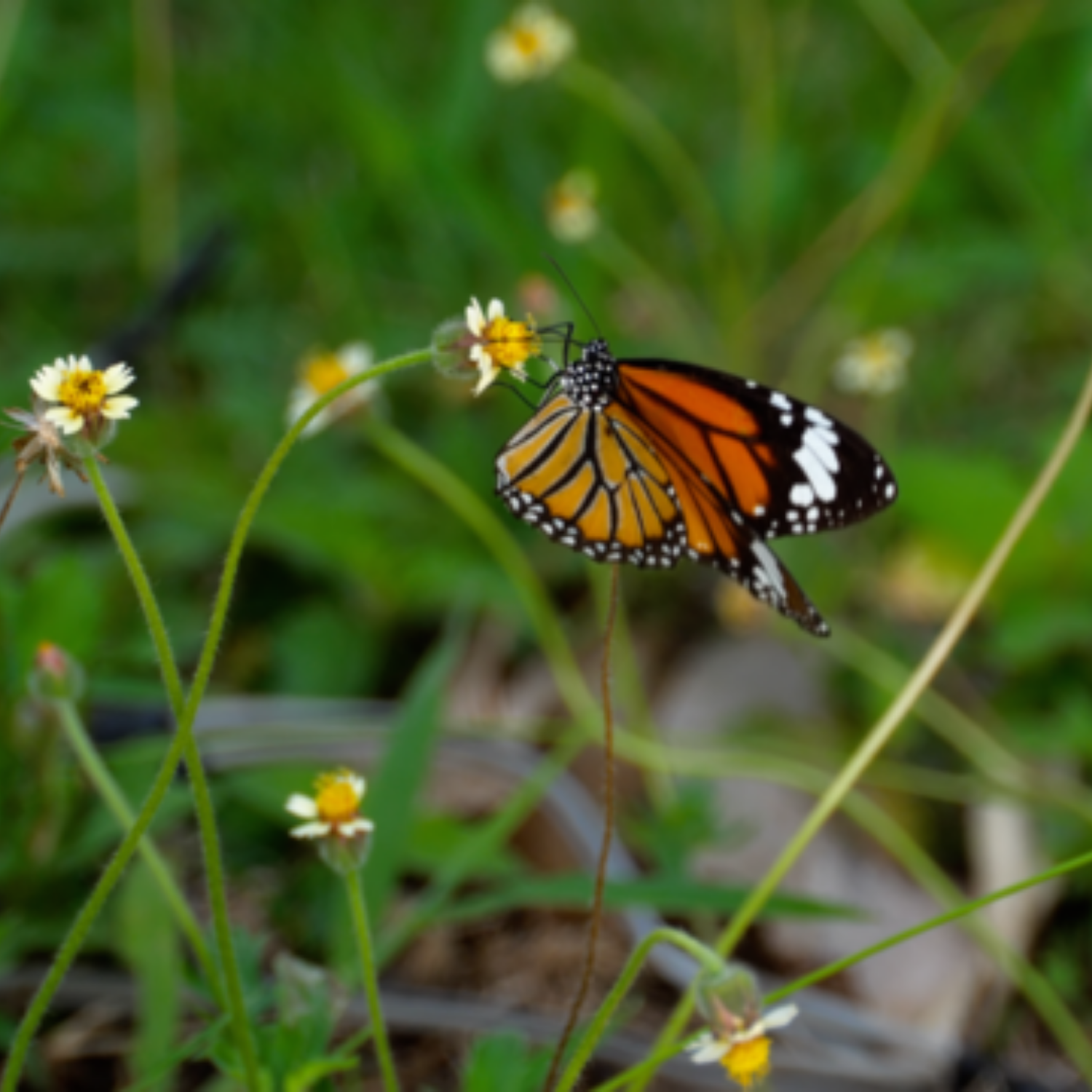 Bugs & Blooms with Modern Gardener