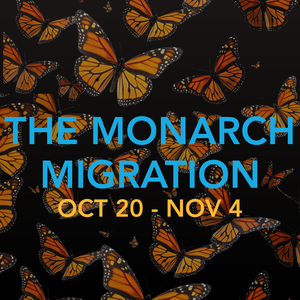 The Monarch Migration