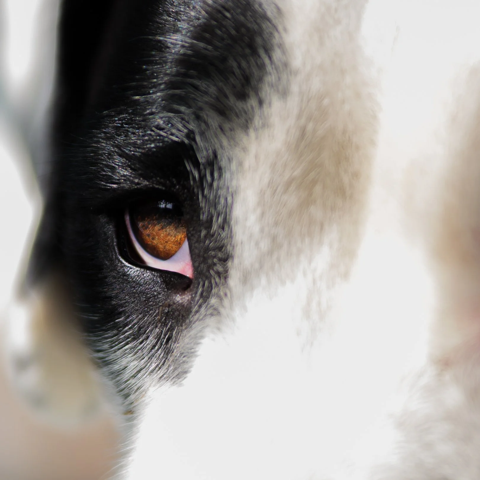 Dog Portraits-4179.jpg