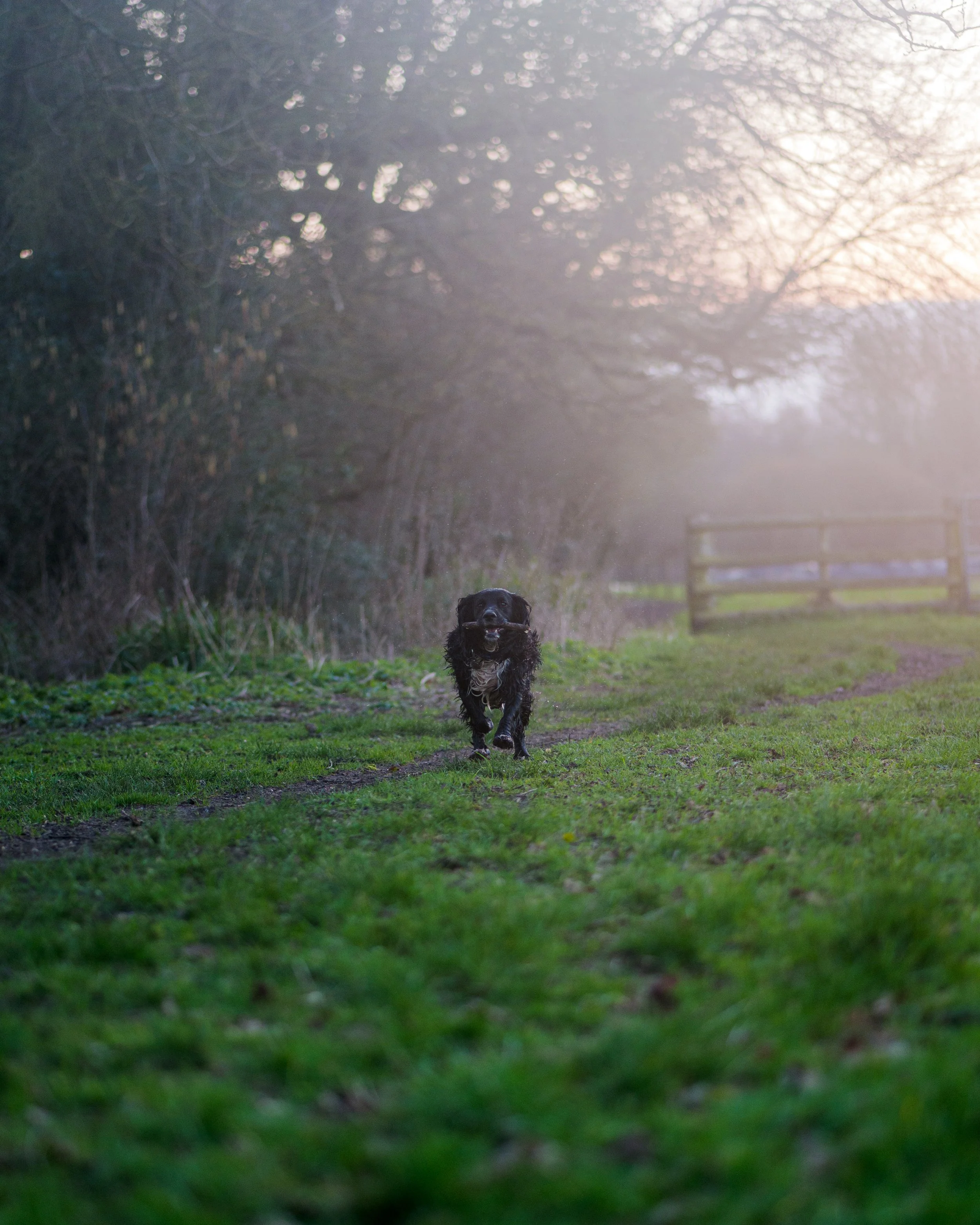 Dog Portraits-4197.jpg