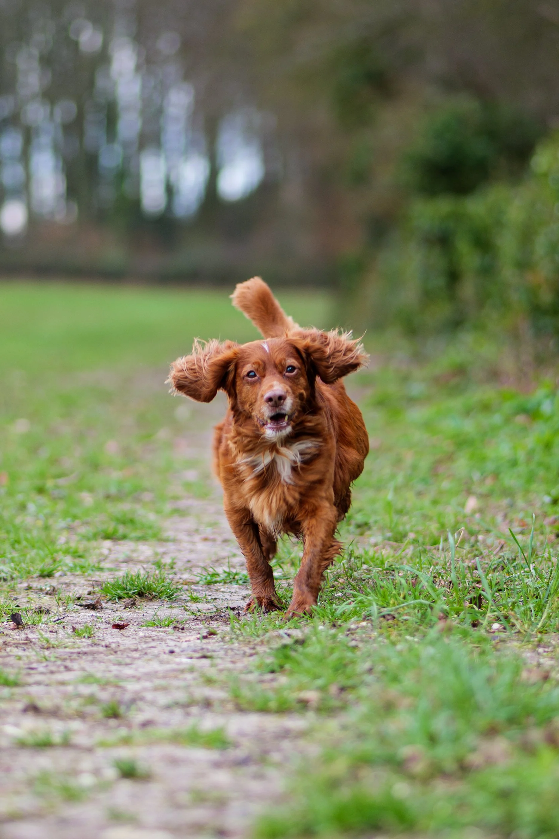 Dog Portraits-4120.jpg