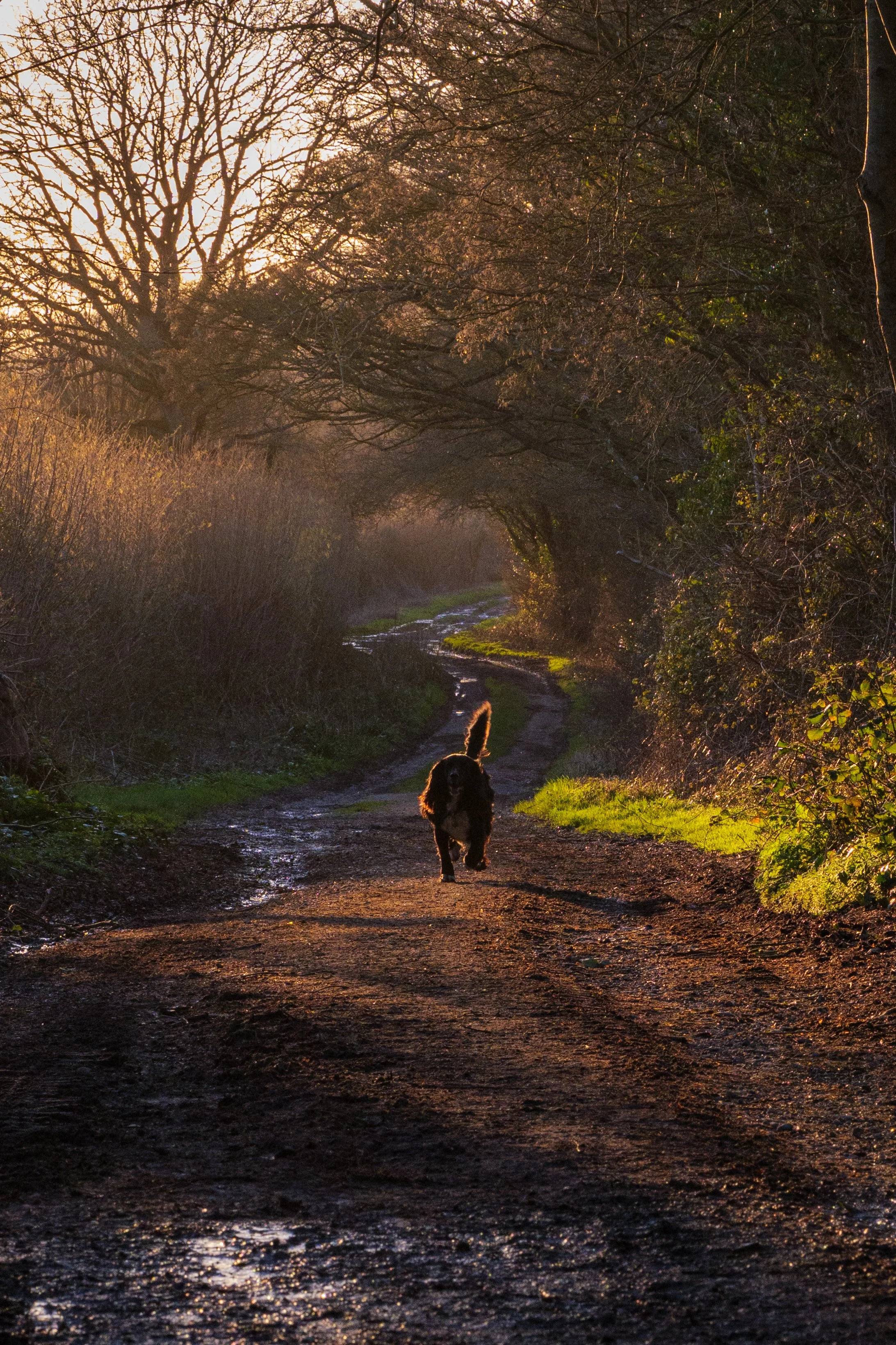 Dog Portraits-4129.jpg