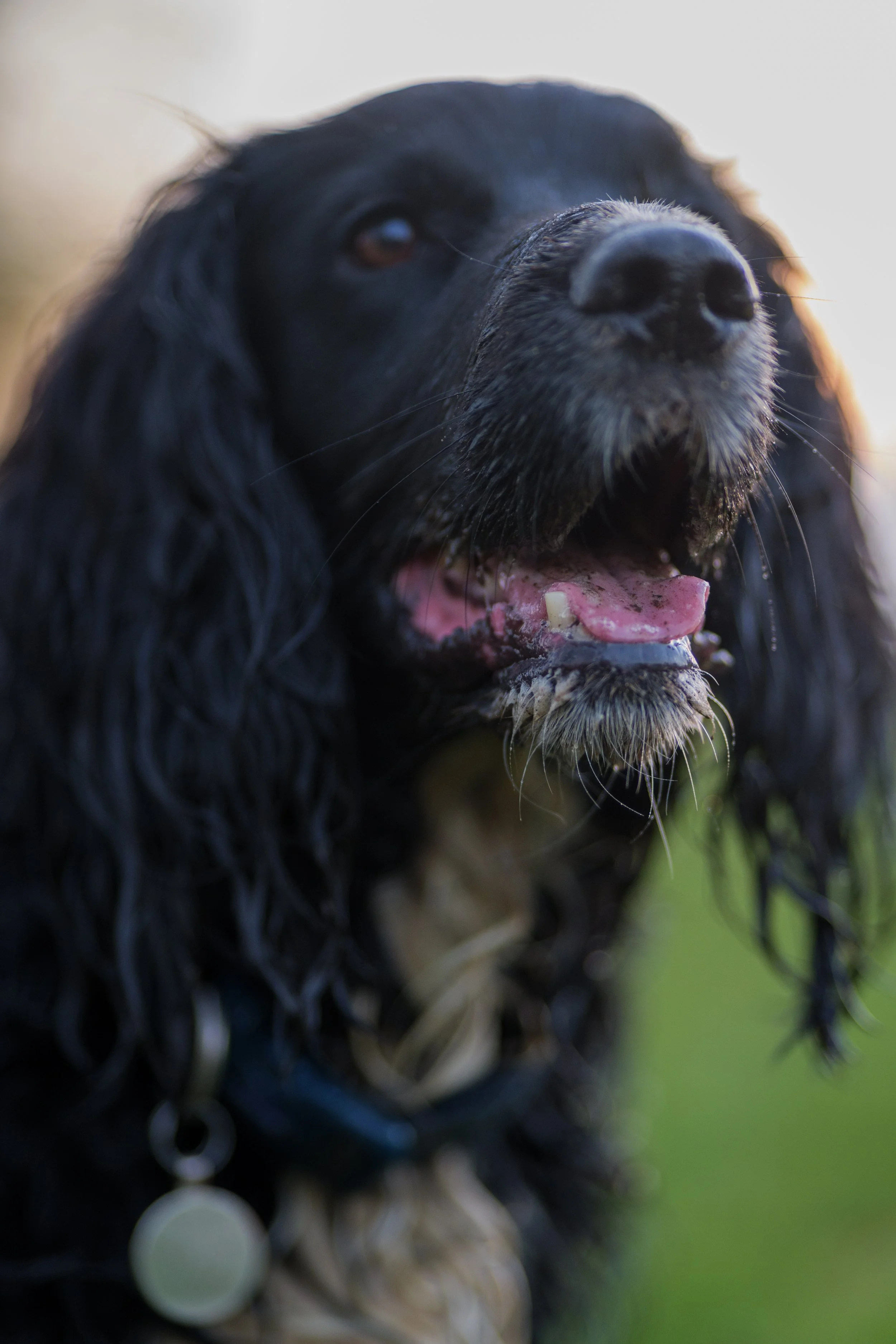 Dog Portraits-4200.jpg