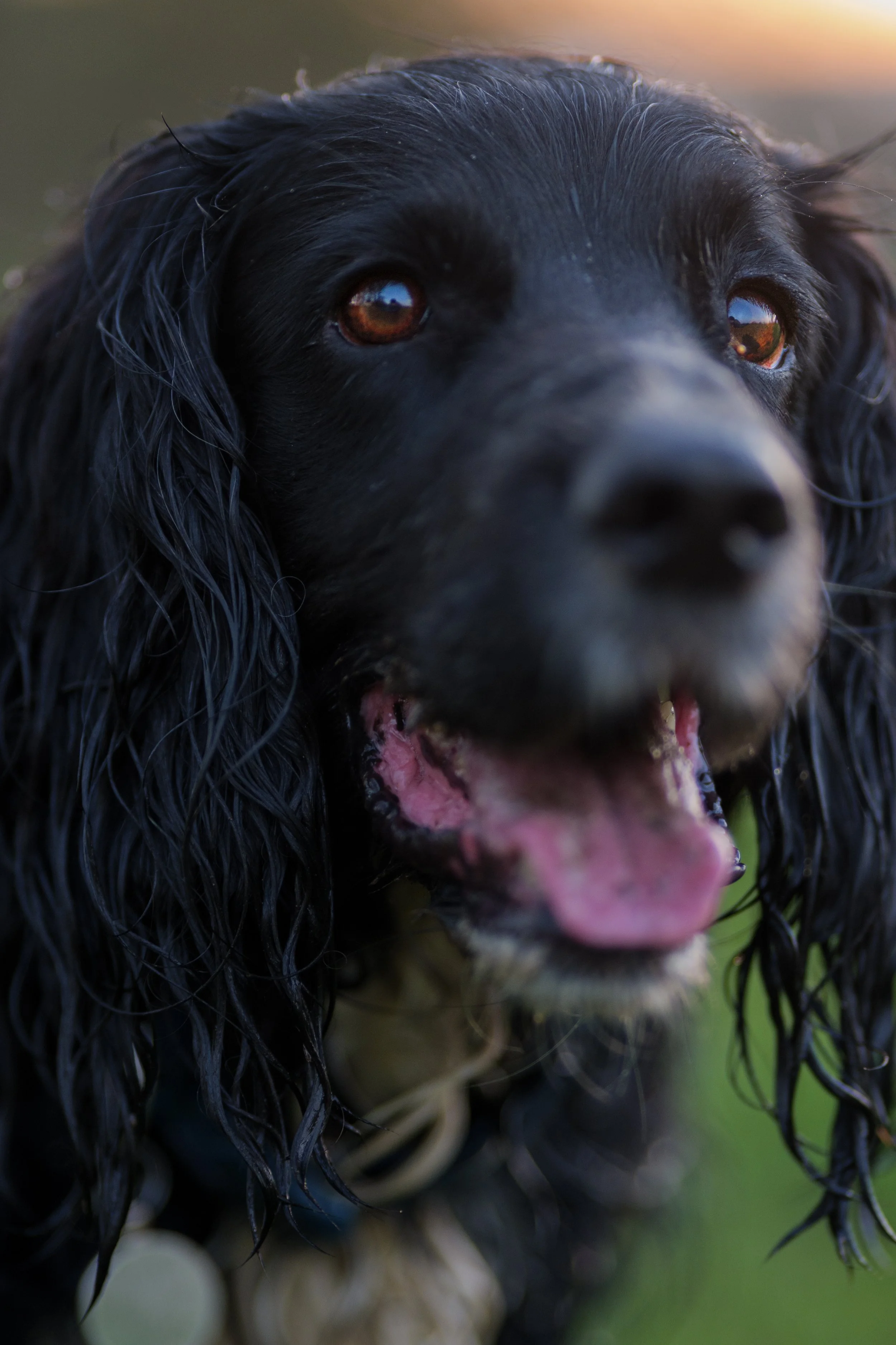 Dog Portraits-4199.jpg