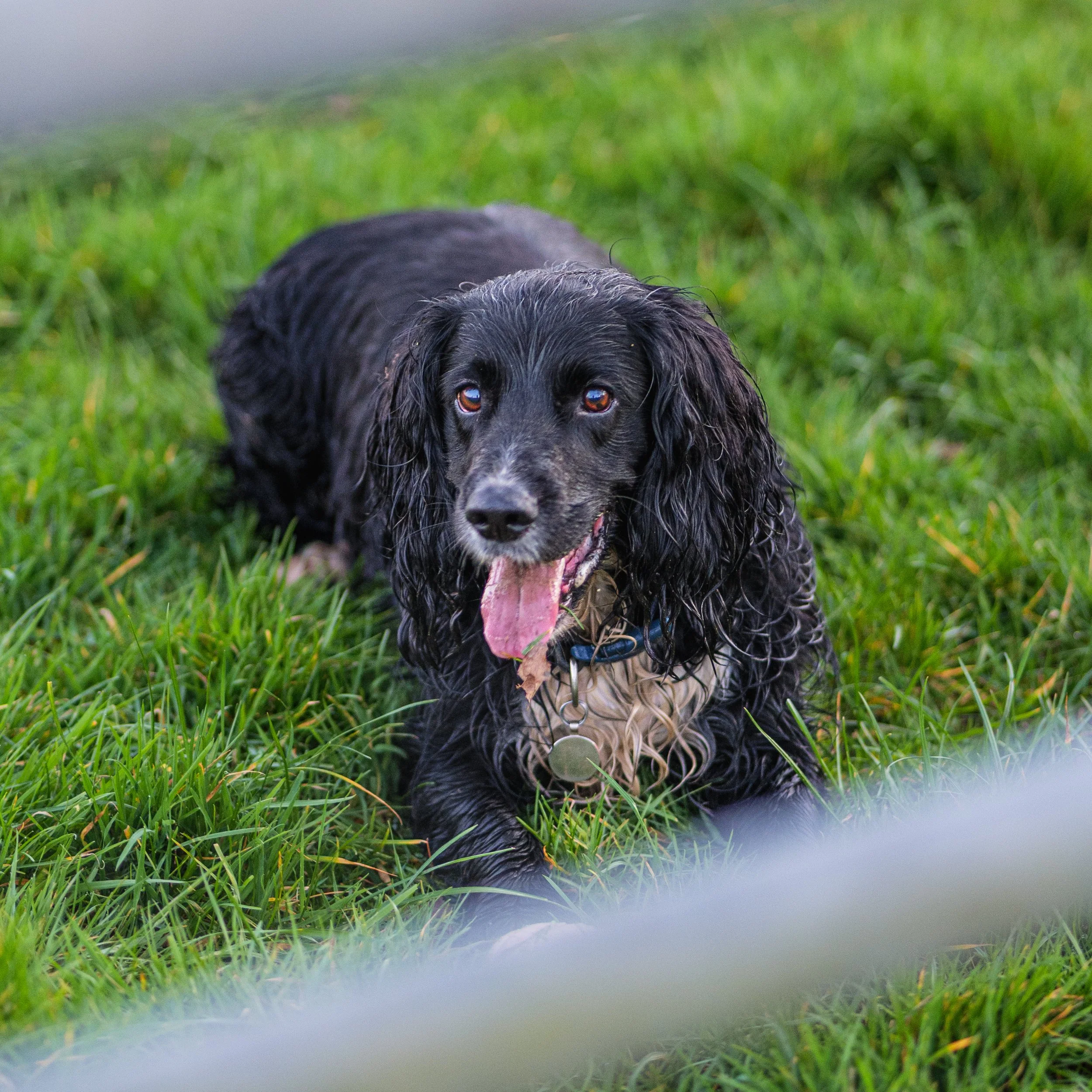 Dog Portraits-4170.jpg