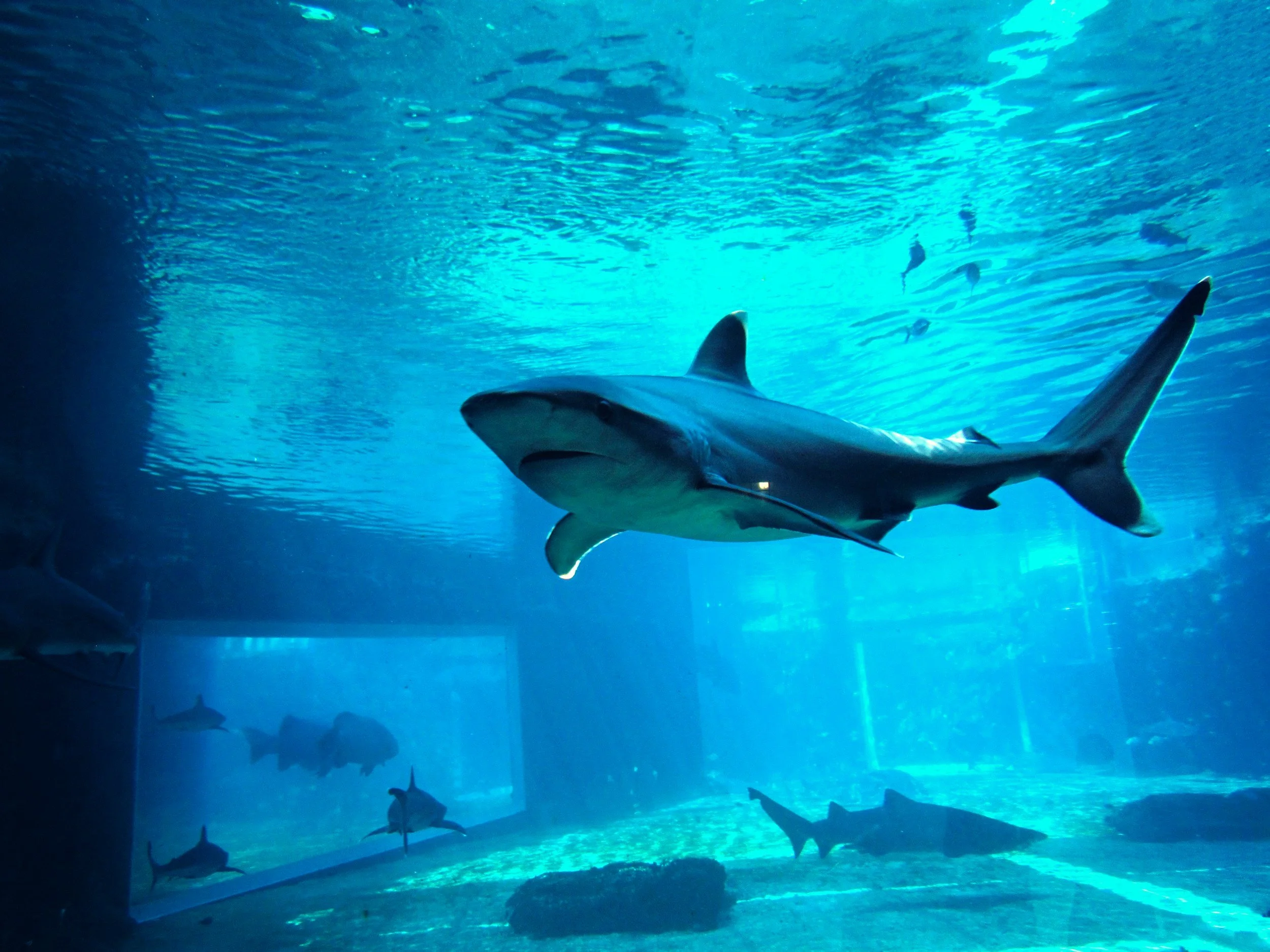 The Most Shark-Infested Waters in the World