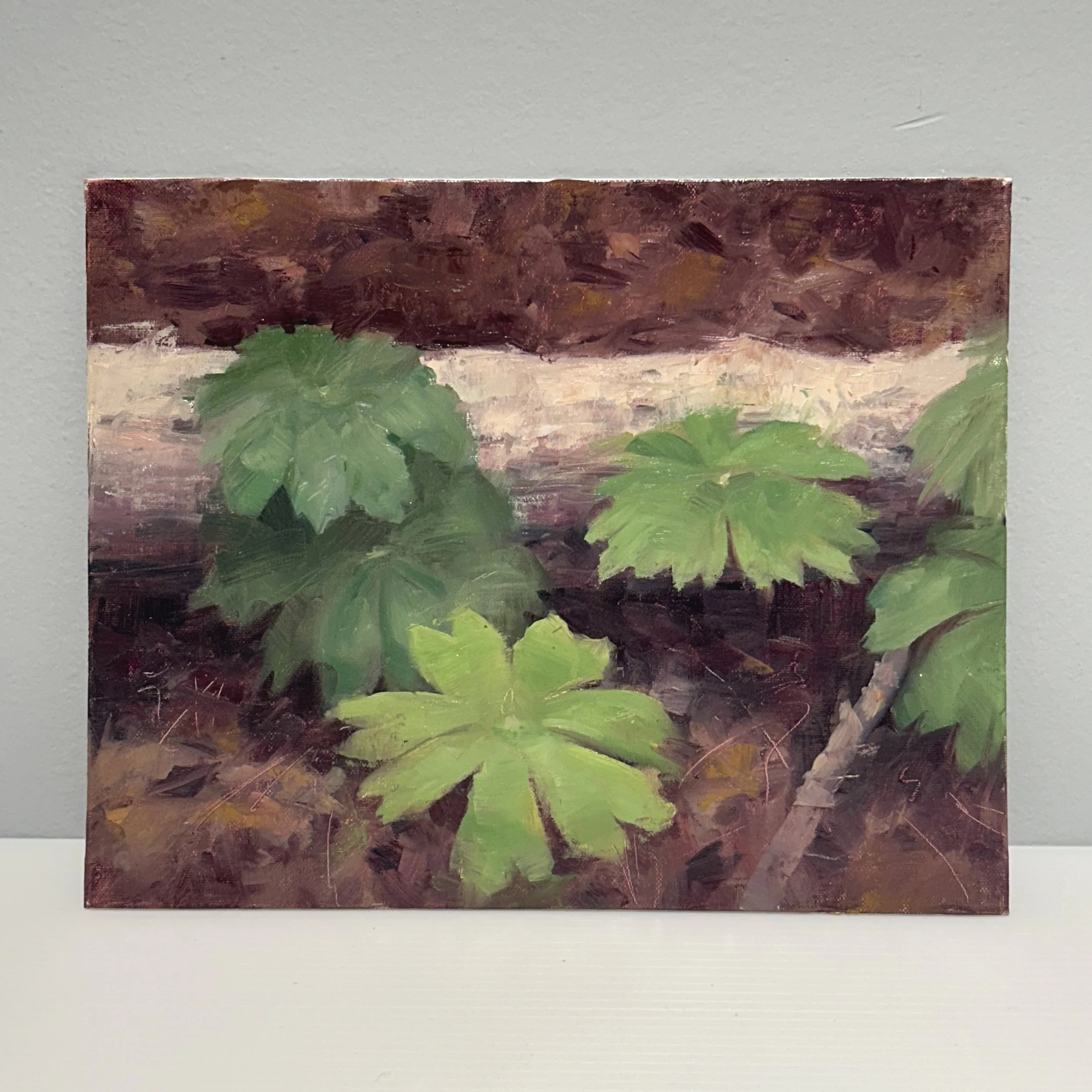 From the Forest Floor #1