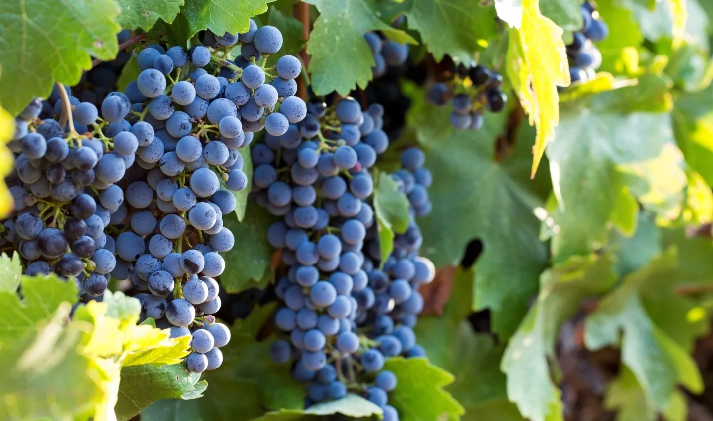 New study: What happens when we increase drip irrigation during heatwaves in CA vineyards?
