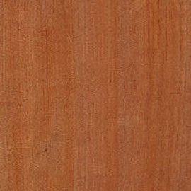 Tasmanian Myrtle