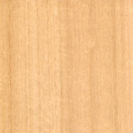 Tasmanian Ash