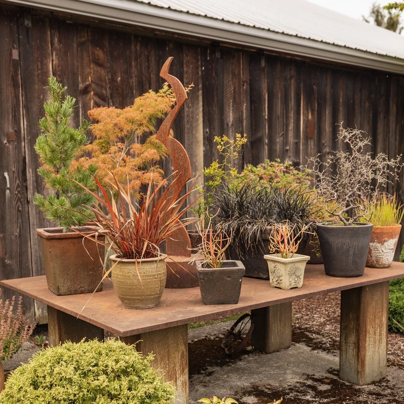 Tucked beside the barn, our potted garden adds a touch of life and color through every season. Designed by Jan, a mix of evergreens, conifers, and unique perennials with sculptural shapes that mirror the landscape around us. The table was Arnie Garbo