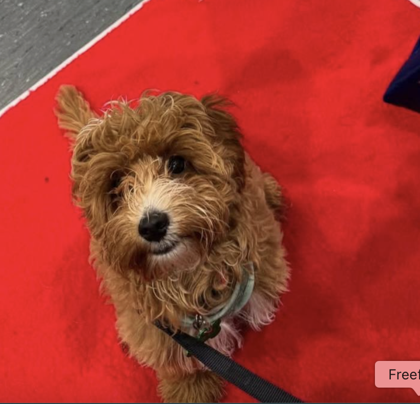 A small, fluffy brown dog with curly fur sitting on a red carpet, looking up at the camera with a curious expression.