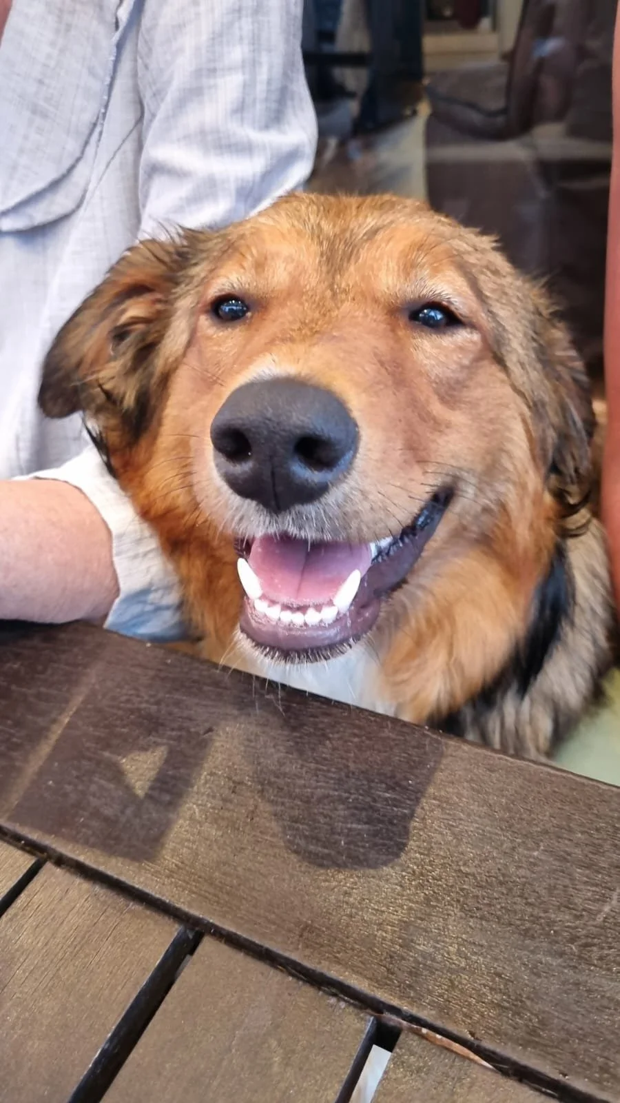 Close-up of a happy, smiling large brown dog with a black nose resting its head on a wooden table, with a person nearby.