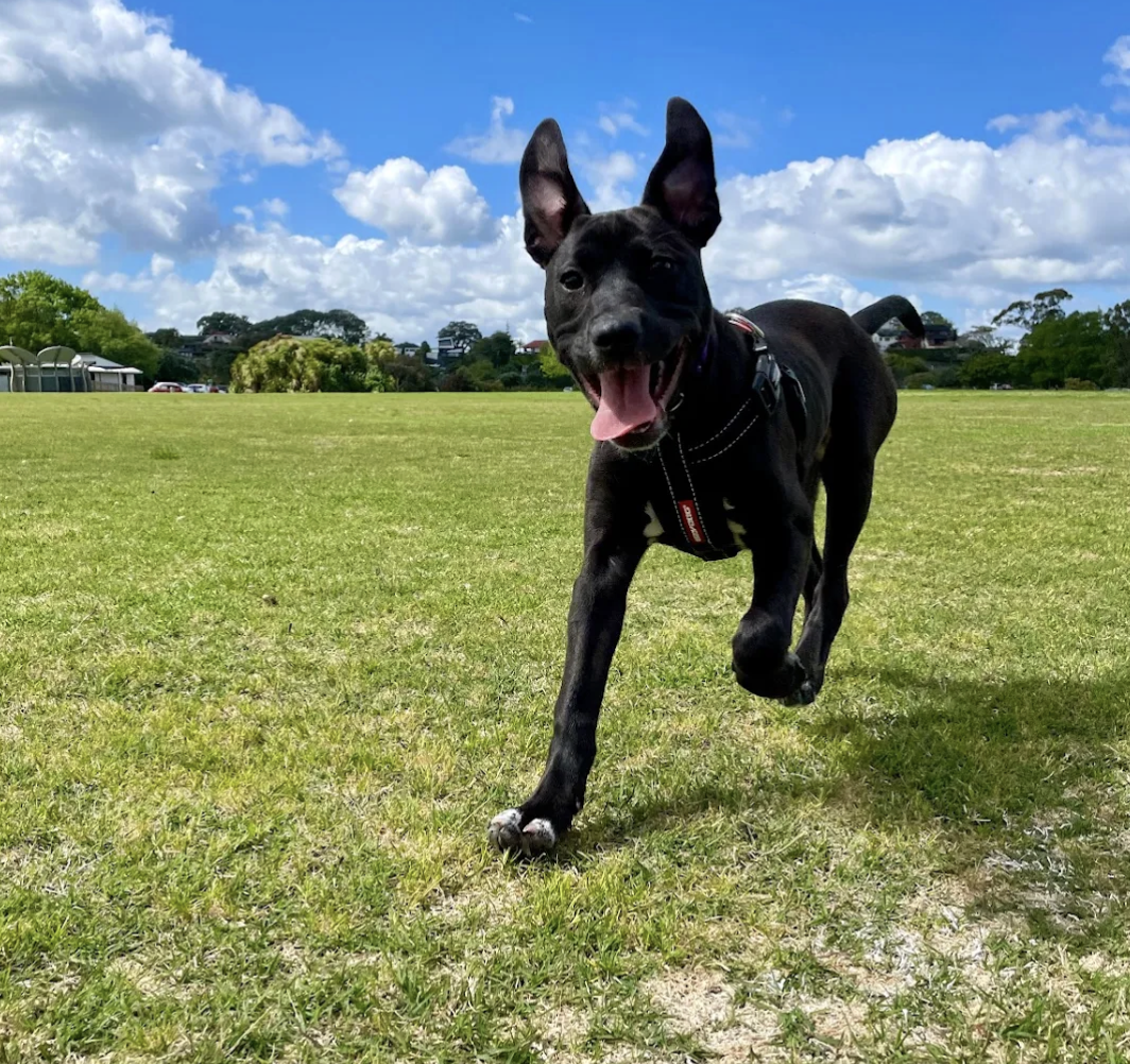 A black dog with large ears running on a grassy field on a sunny day with blue sky and white clouds.