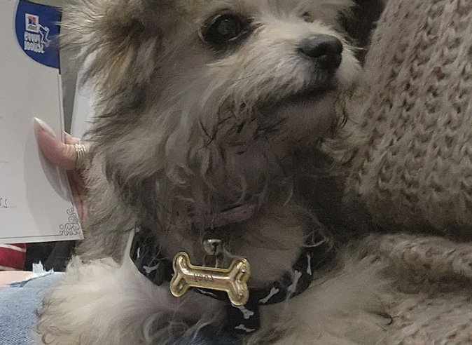 A small dog with fluffy fur and a black collar with bone-shaped tag, sitting next to a person's arm wearing a textured sweater.