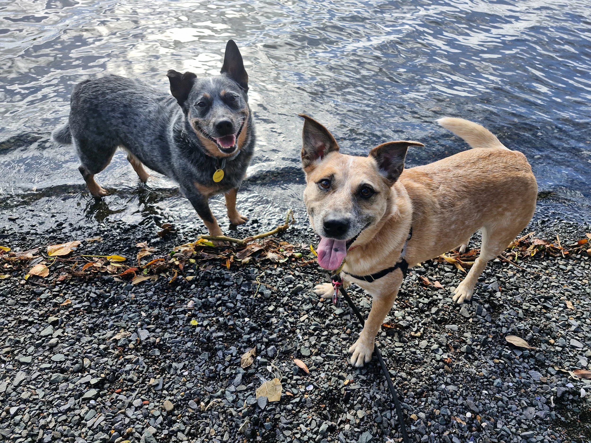 Skipper & Penny .jpg