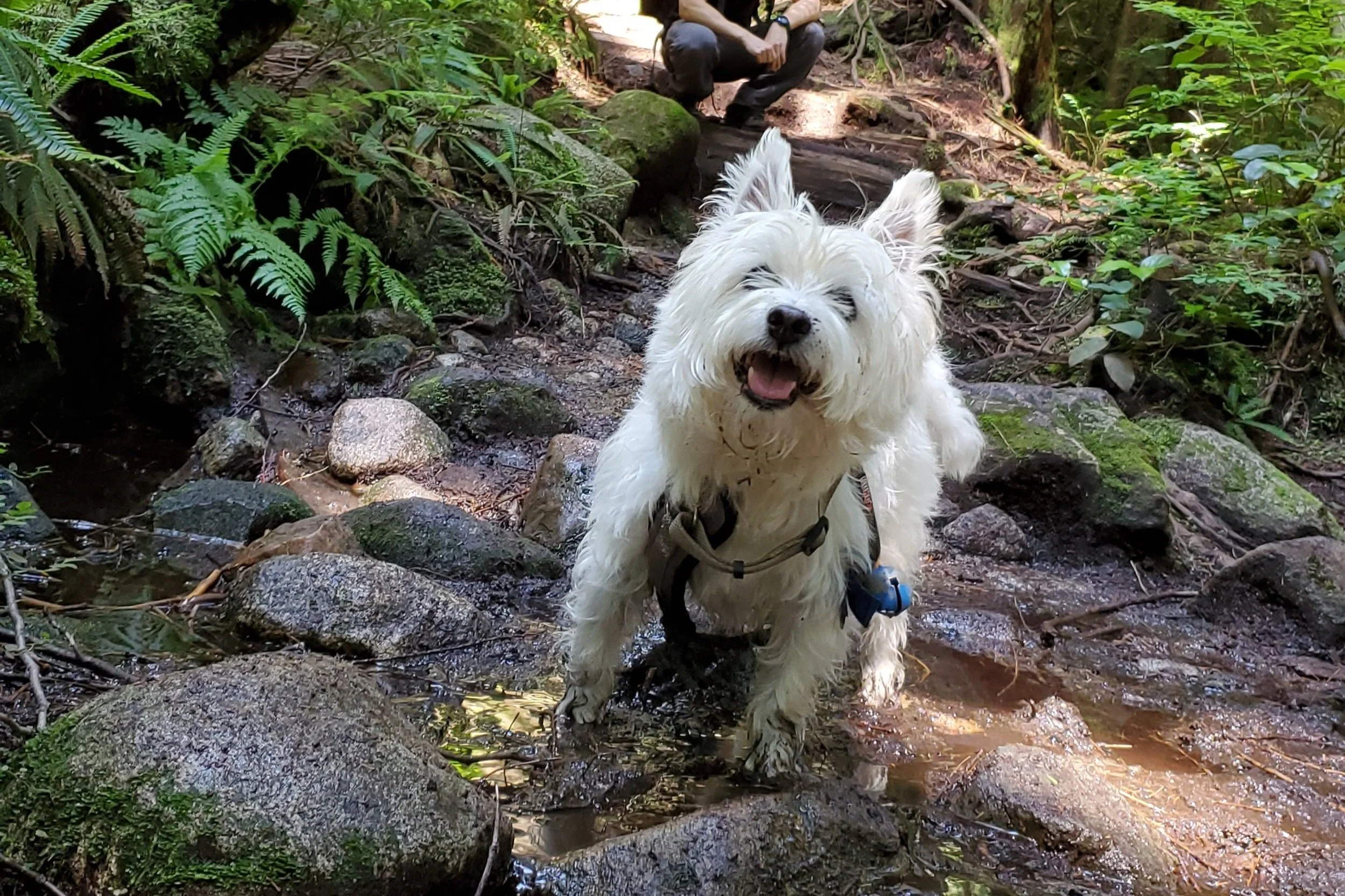 10 life lessons I learned from my dog, Shadow
