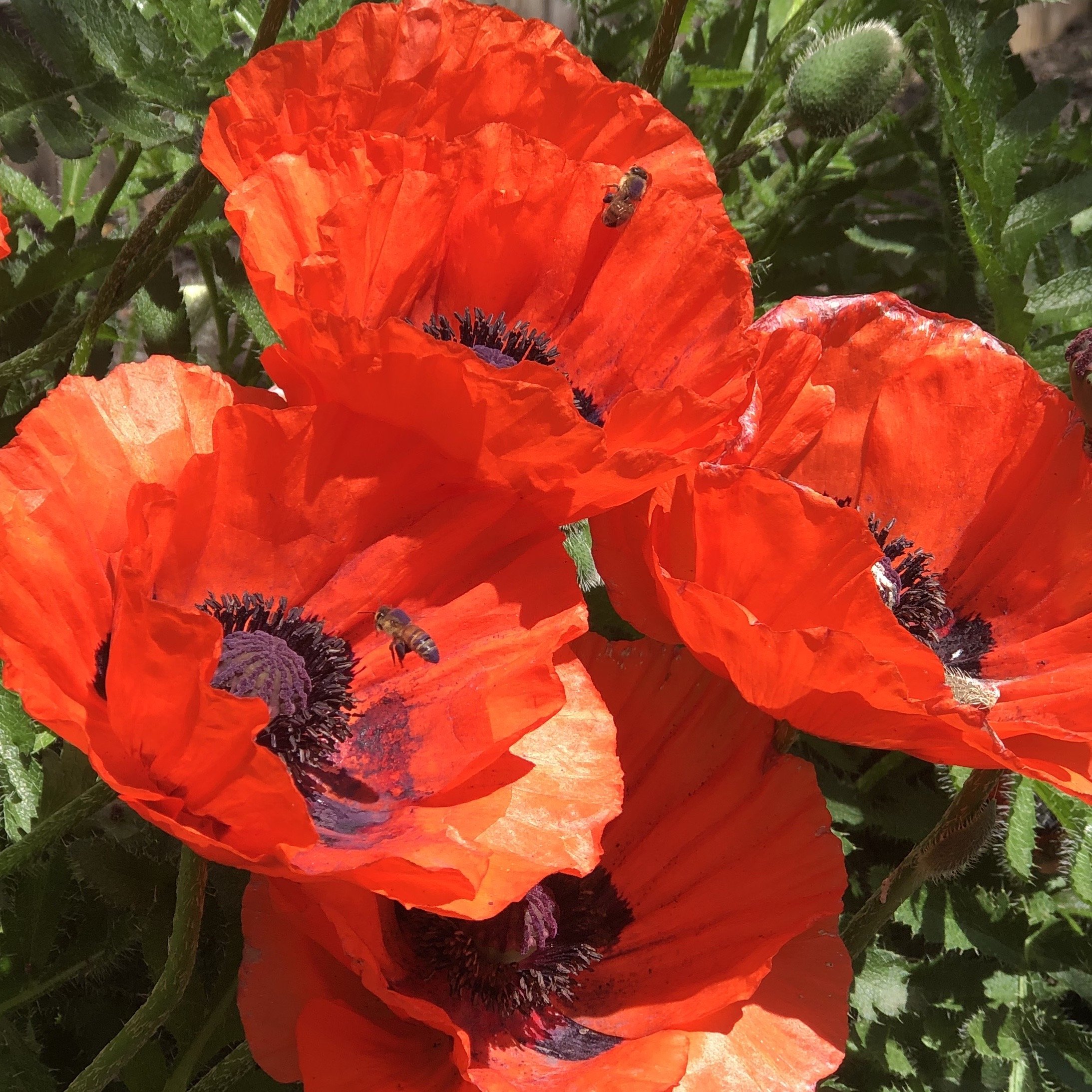 Bright orange poppy flowers with black centers and bees collecting pollen in a garden setting.