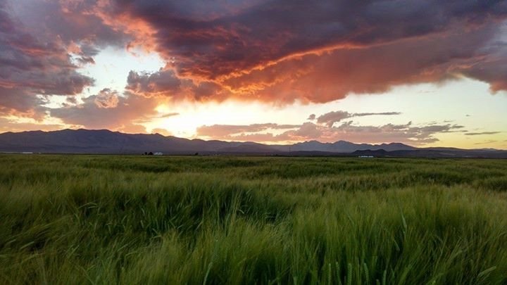 Sunset over a green field with a colorful sky, mountains in the distance.