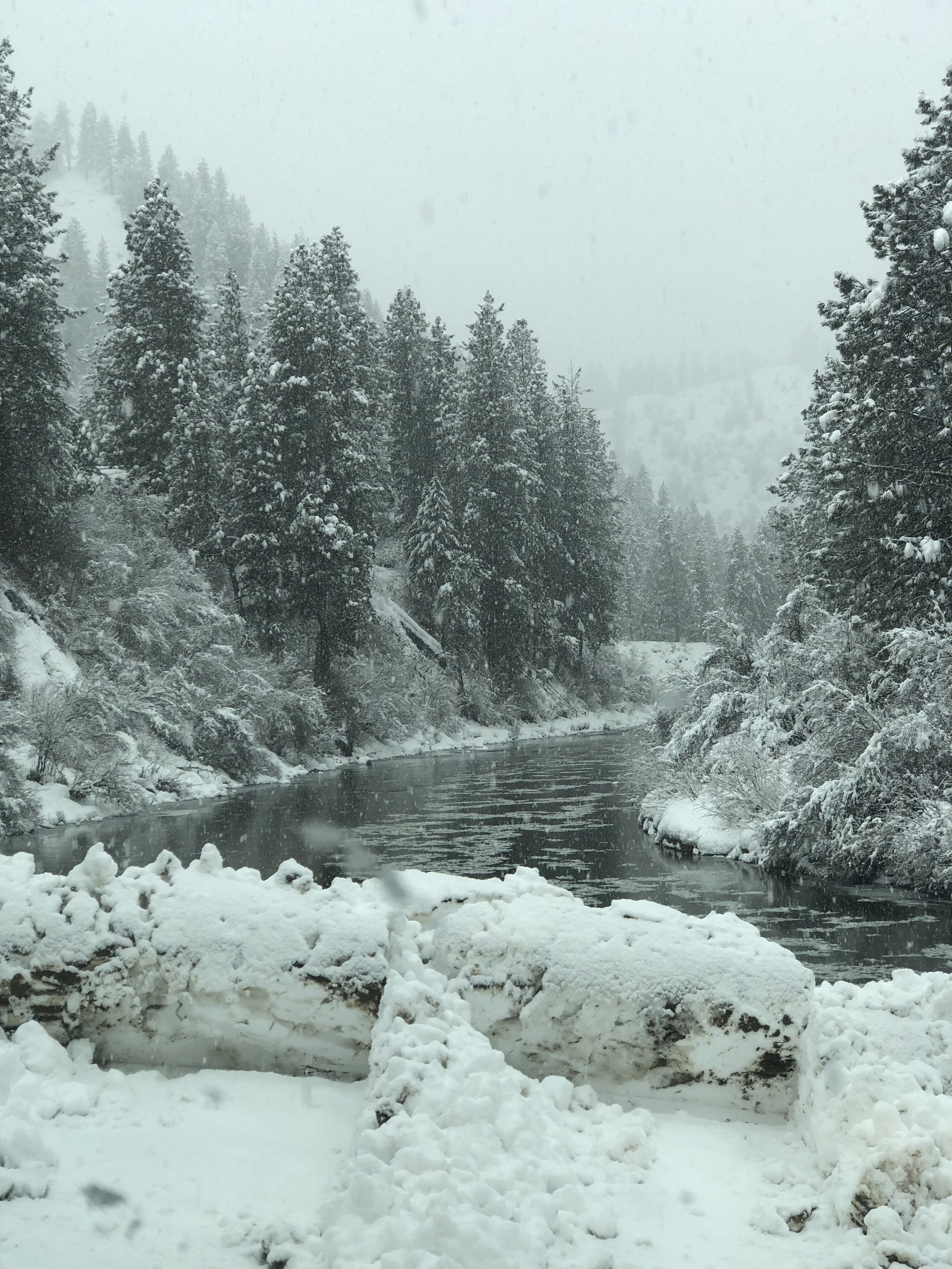 Snow-covered pine trees beside a river in a winter landscape.