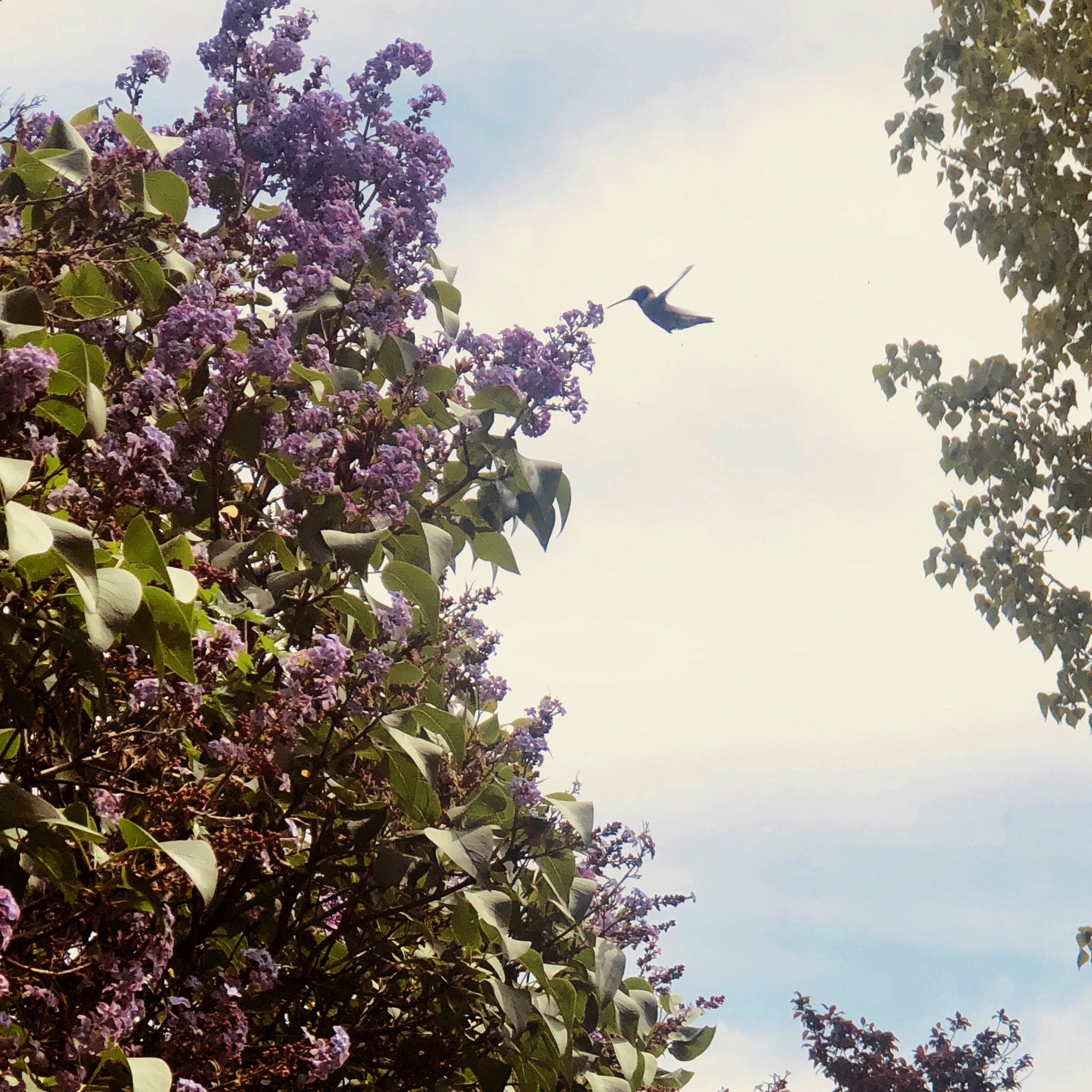 A hummingbird hovering near a lilac bush with purple flowers.