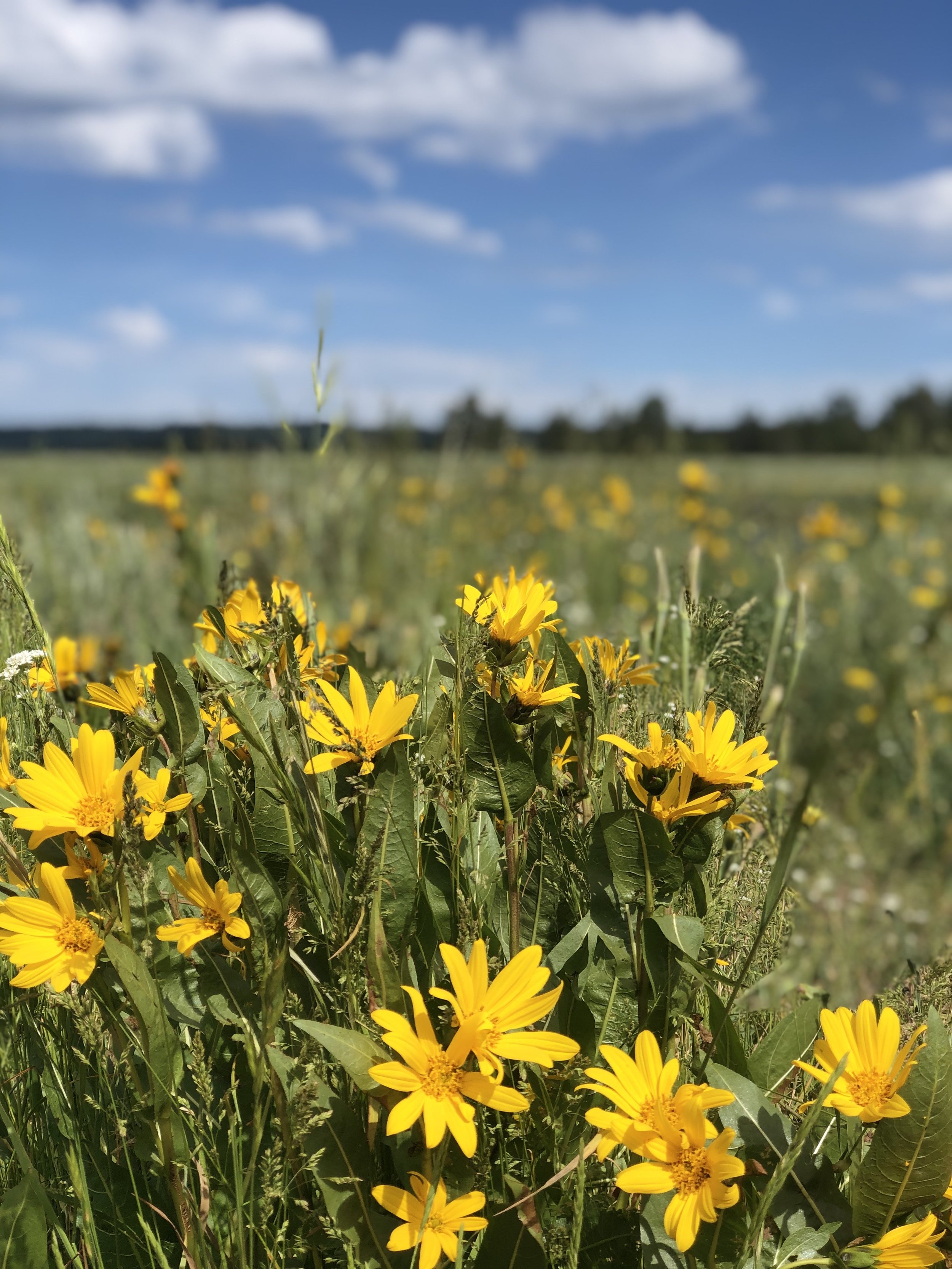 Field of yellow flowers with green leaves under a blue sky with clouds.