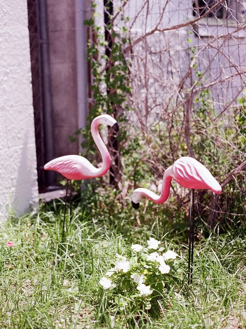 Some photos from the roll I shot in Florida before moving. I shot most of these at what was my great parents home and then my aunts. 
I grew up in the same neighborhood and the road lined with trees I frequently road my bike to their home. Really lov