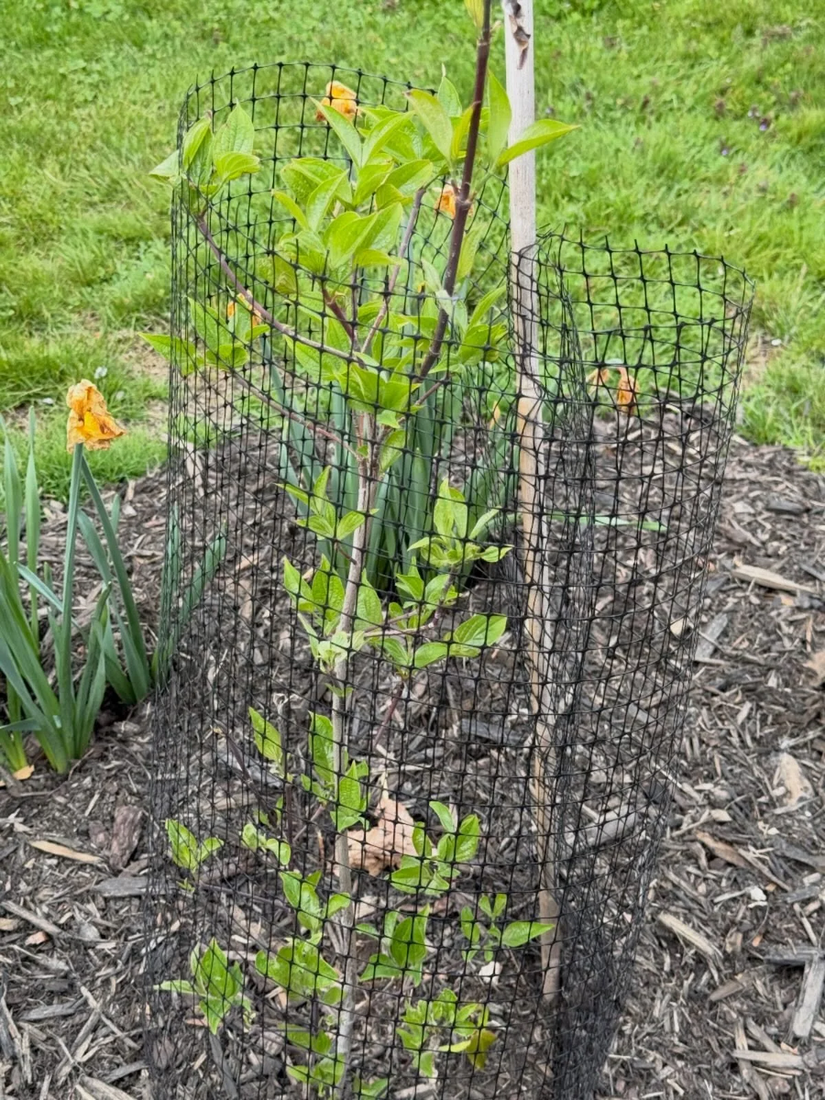 On Mother&rsquo;s Day 2025, we planted a tree as part Lexington&rsquo;s commemoration of the 250th Anniversary of the Battle of Lexington and Concord. Look at it thrive one year later!! Mother&rsquo;s Day 2026 we give thanks for Mother Earth helping 