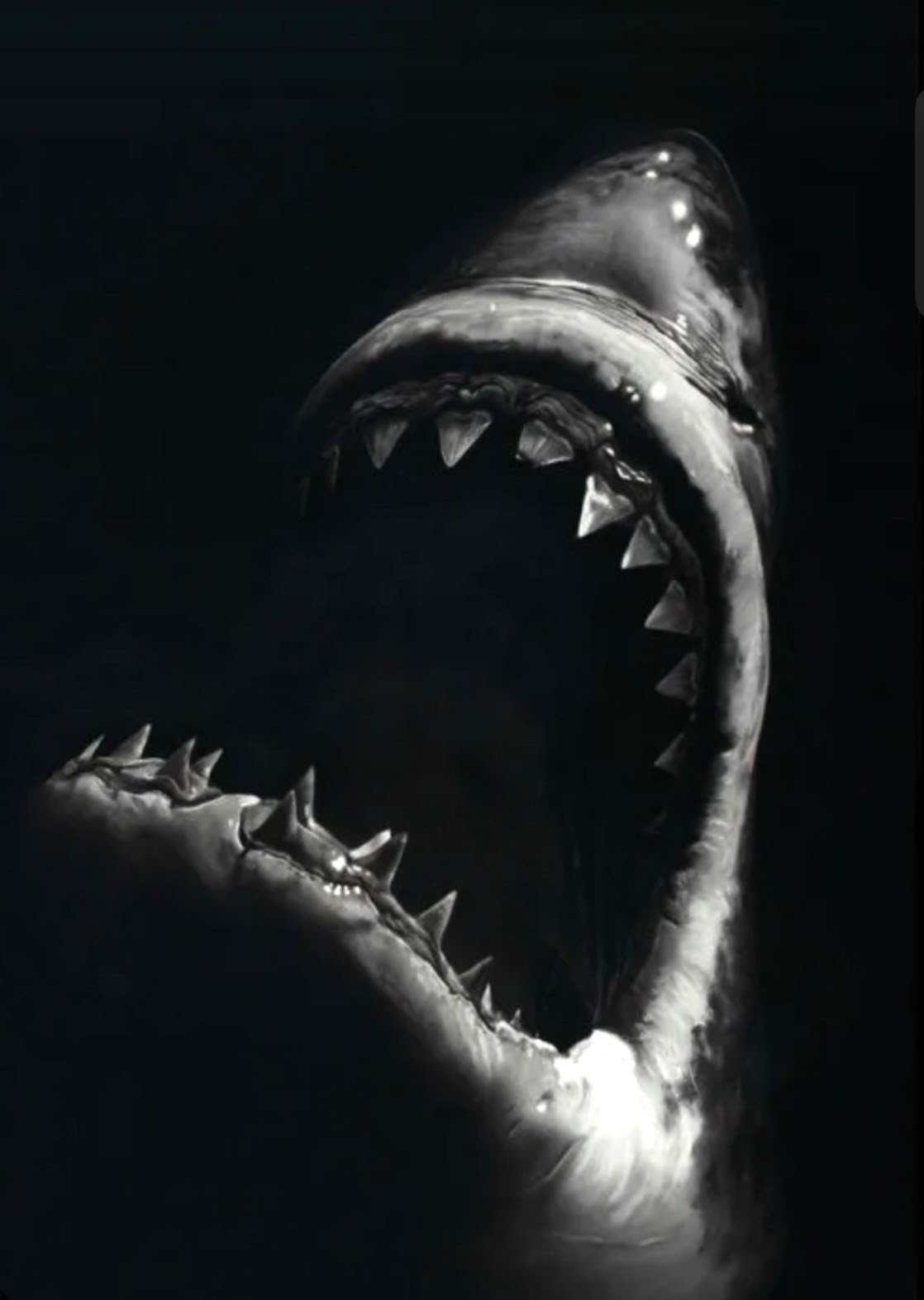 Shark Bait.jpeg