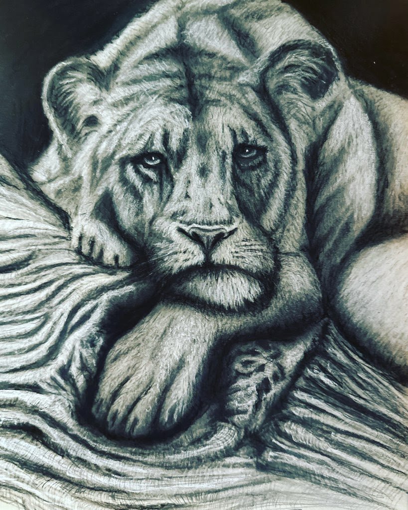 Lioness