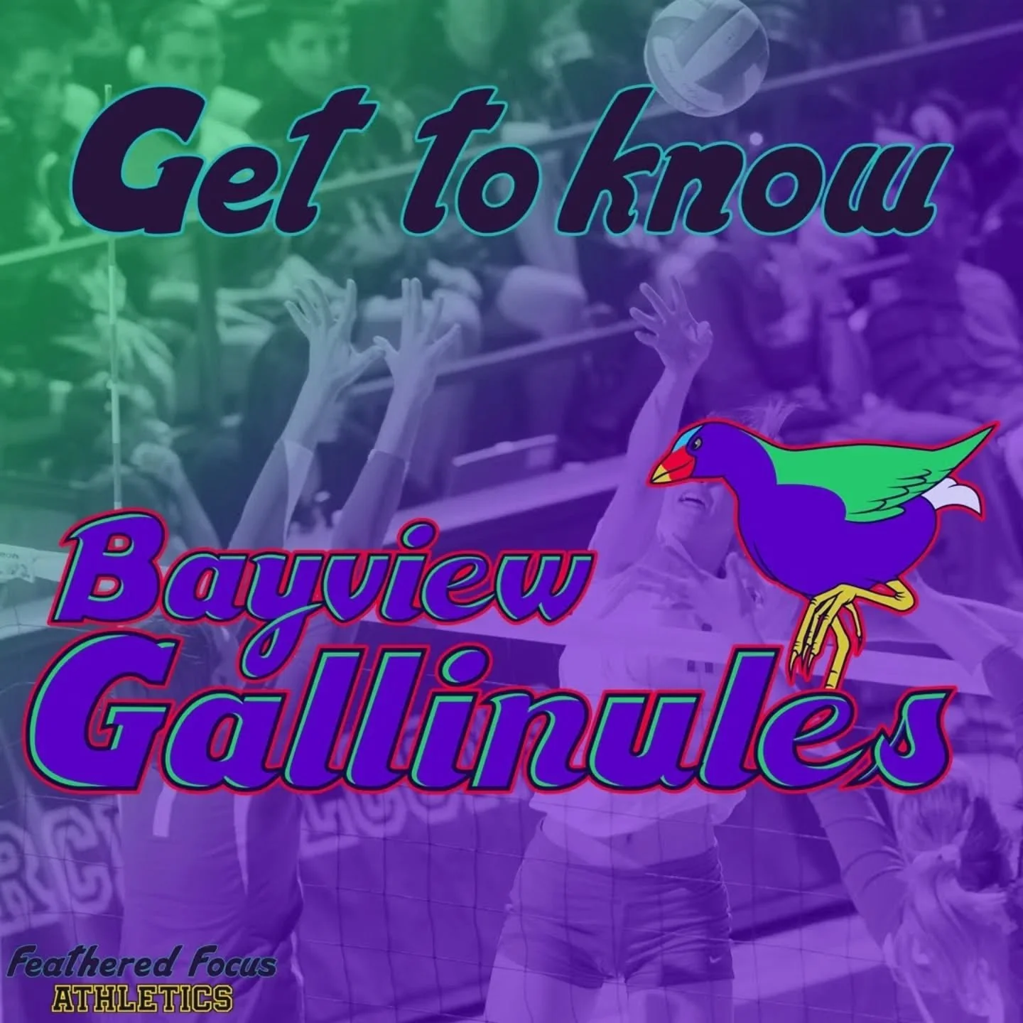Let's get to know the Gallinules! This team is newer to the league but are off to a great start! https://www.featheredfocusathletics.com/gallinules
.
.
.
.
#birdillustration #birding #birdart #gallinule #sport #independentartist